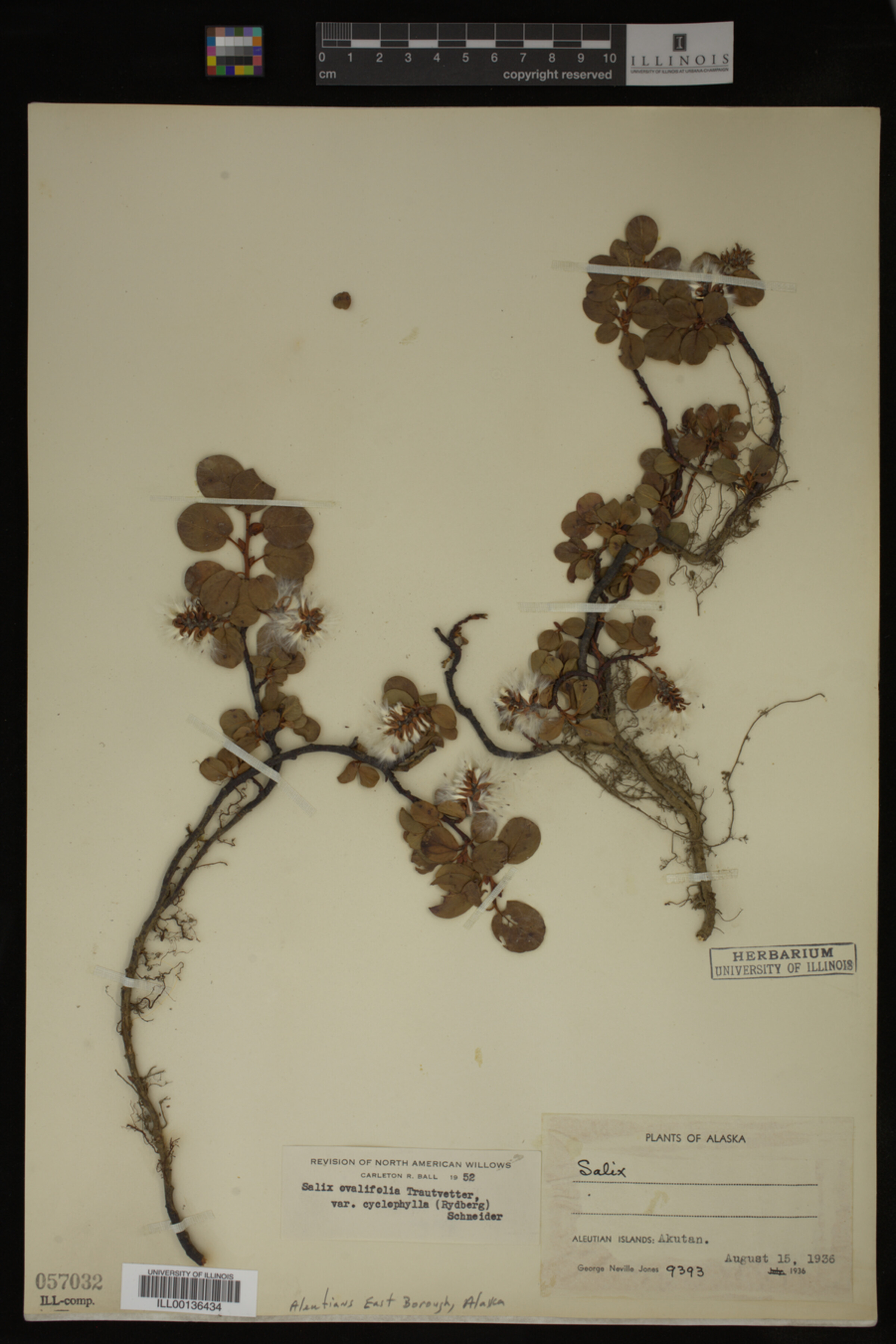 Salix ovalifolia var. cyclophylla image
