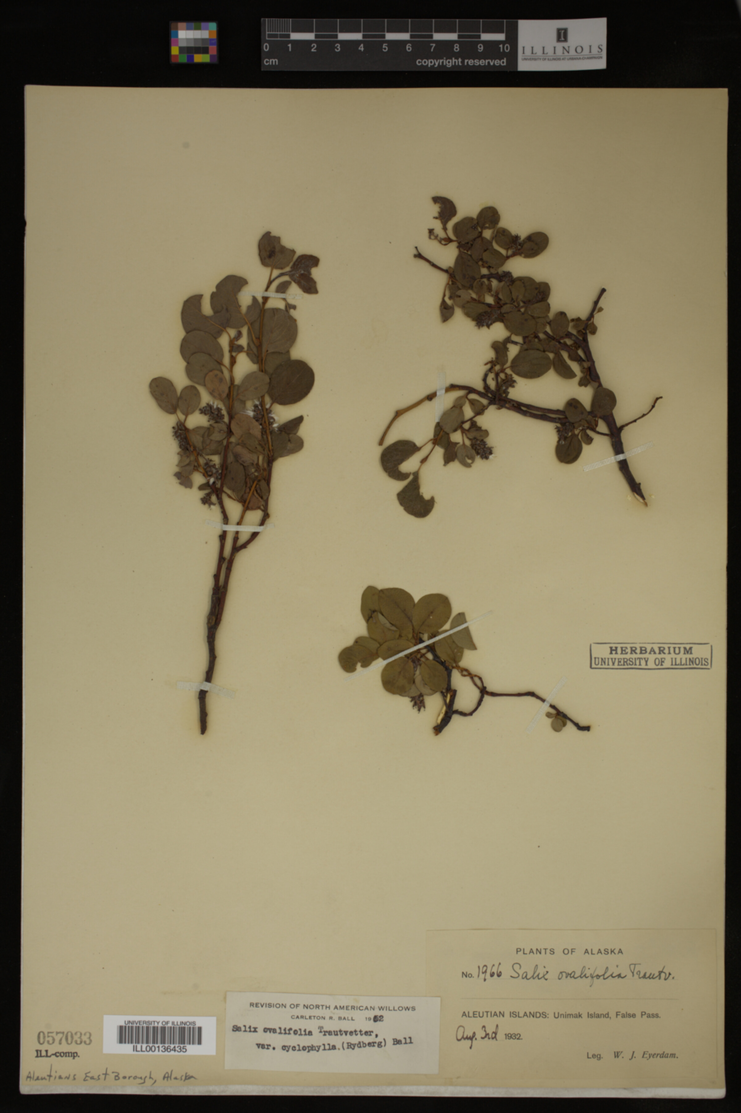 Salix ovalifolia var. cyclophylla image