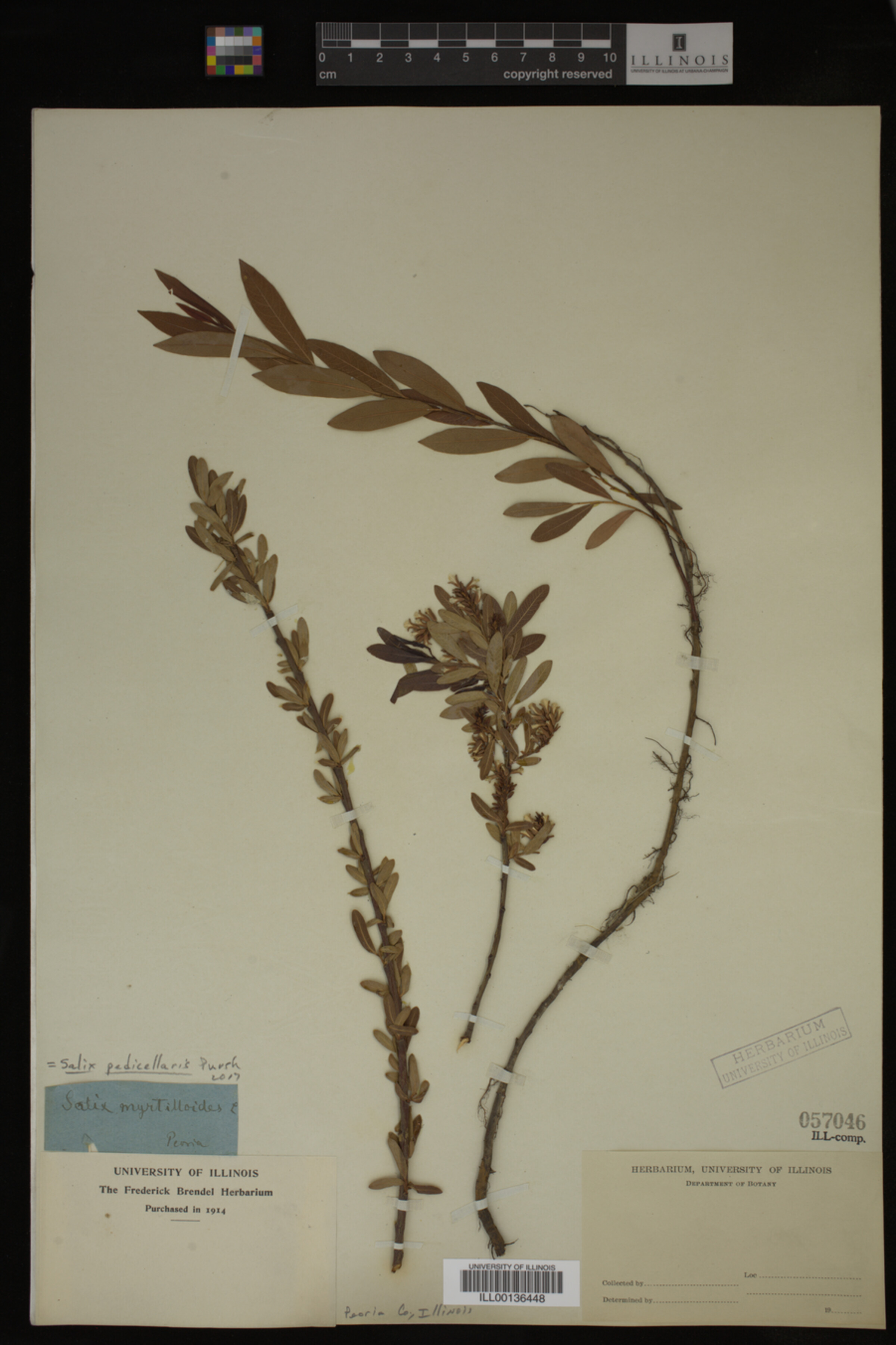 Salix pedicellaris image