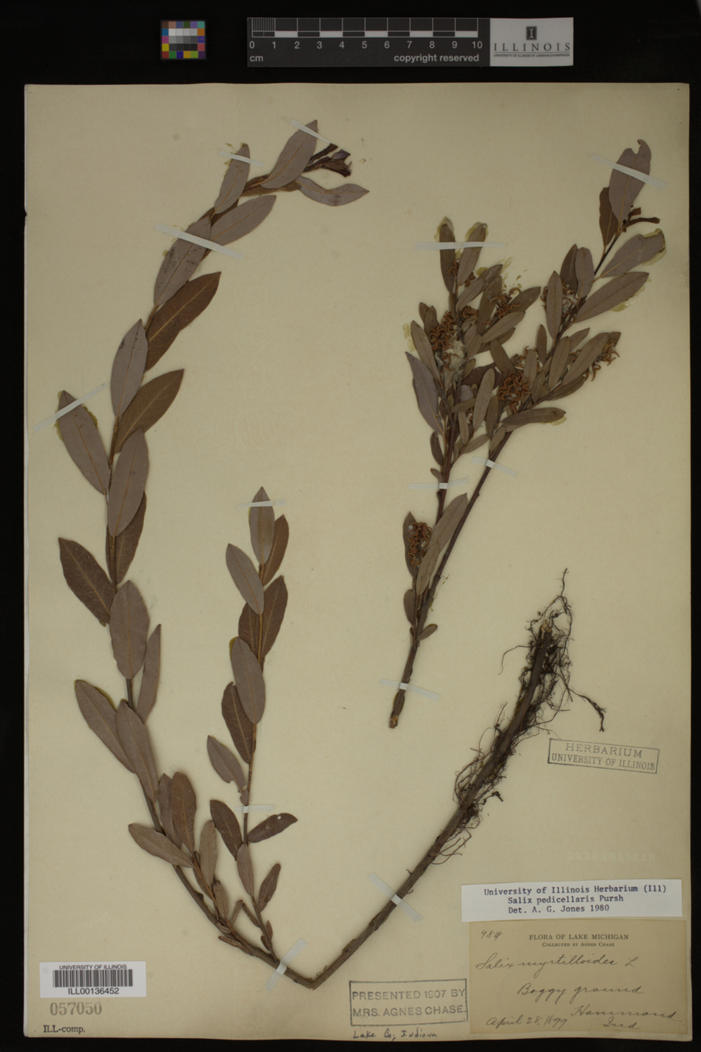 Salix pedicellaris image