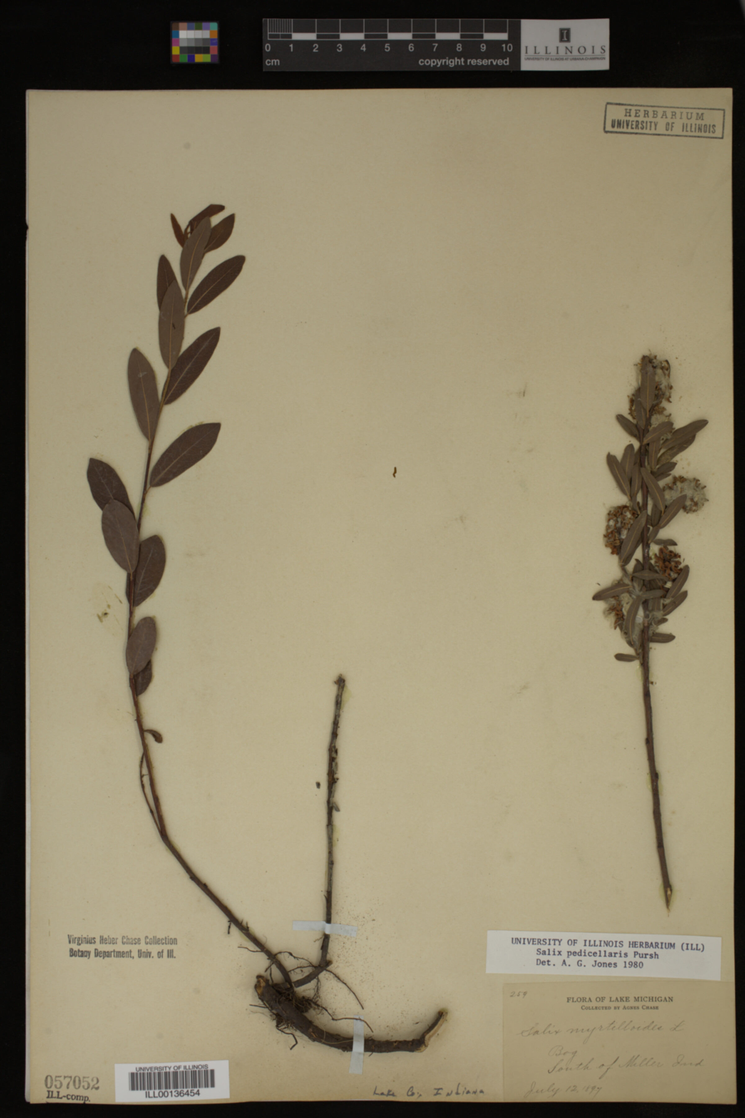 Salix pedicellaris image