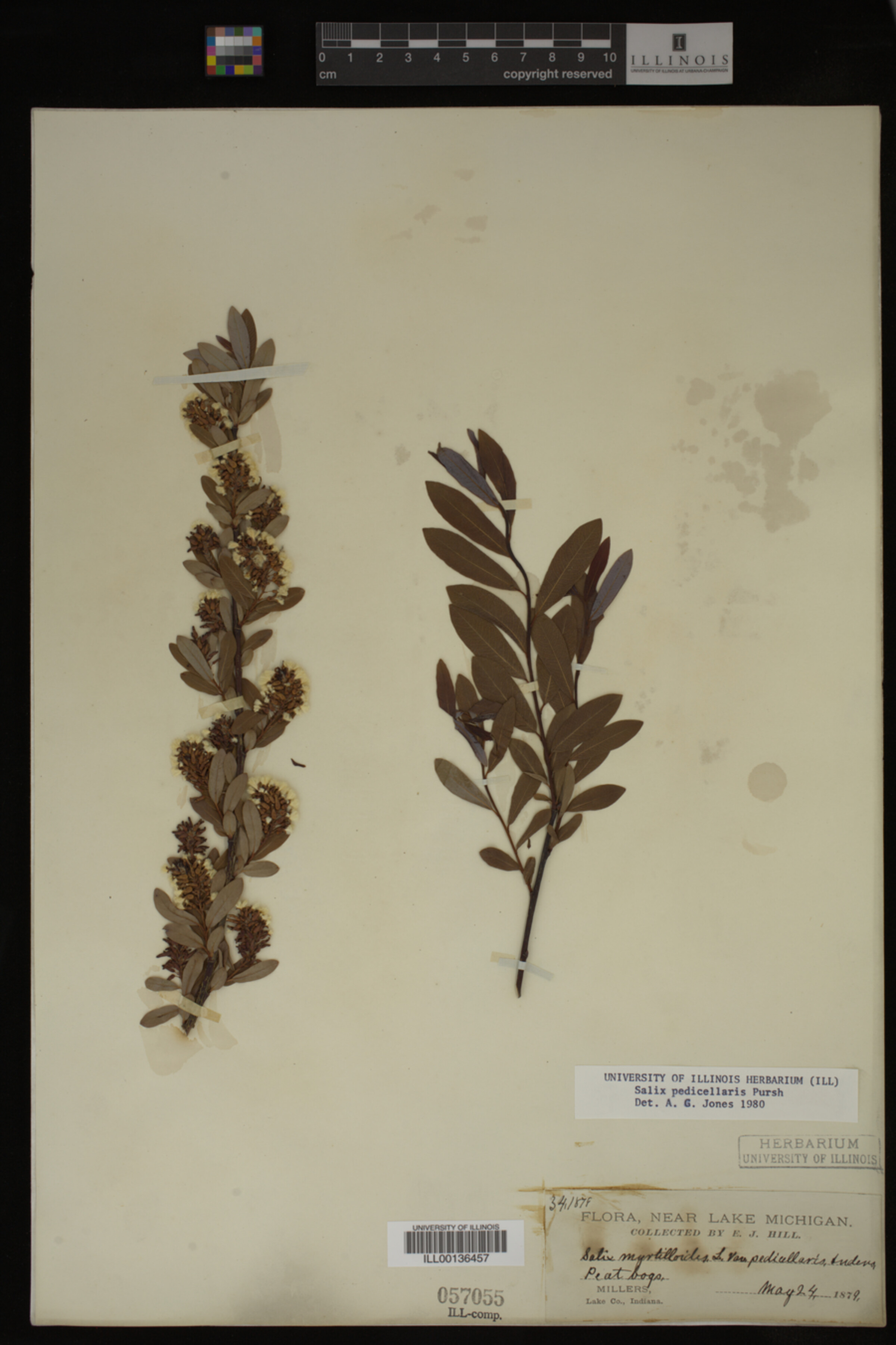 Salix pedicellaris image