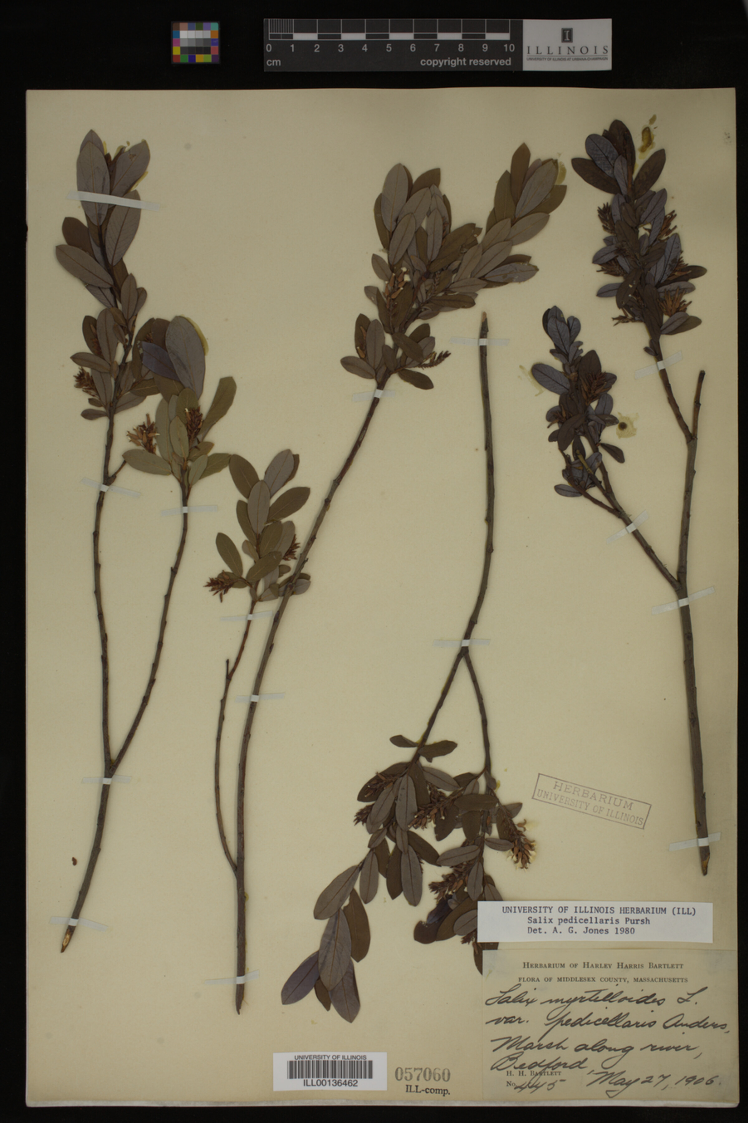 Salix pedicellaris image
