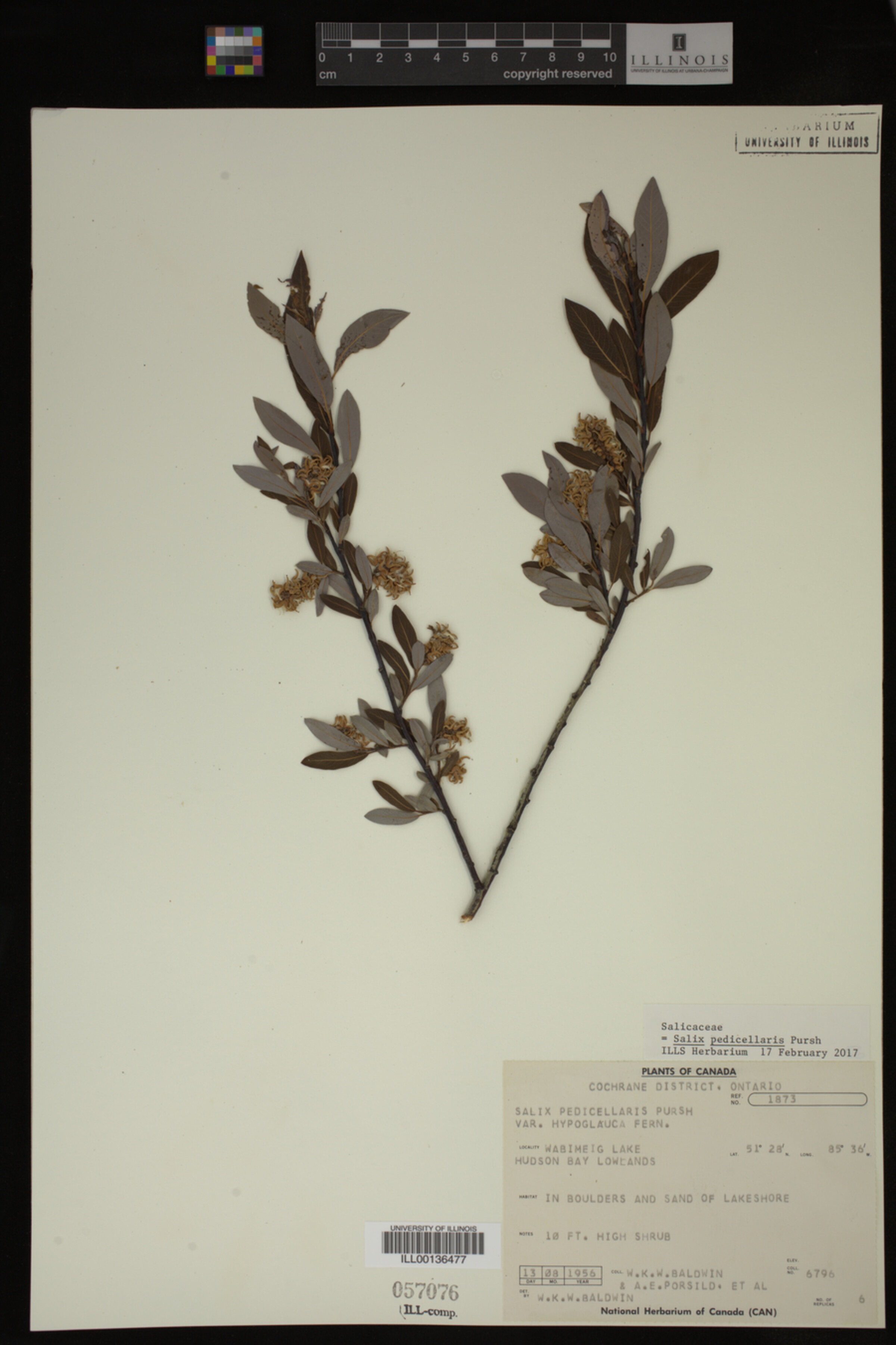 Salix pedicellaris image