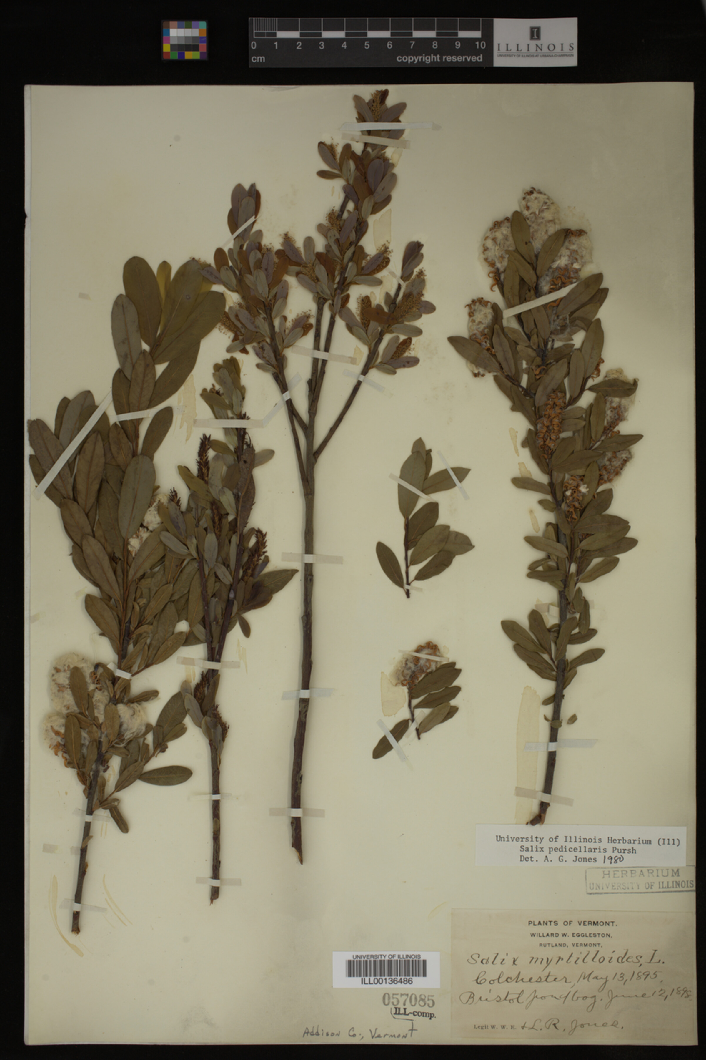 Salix pedicellaris image