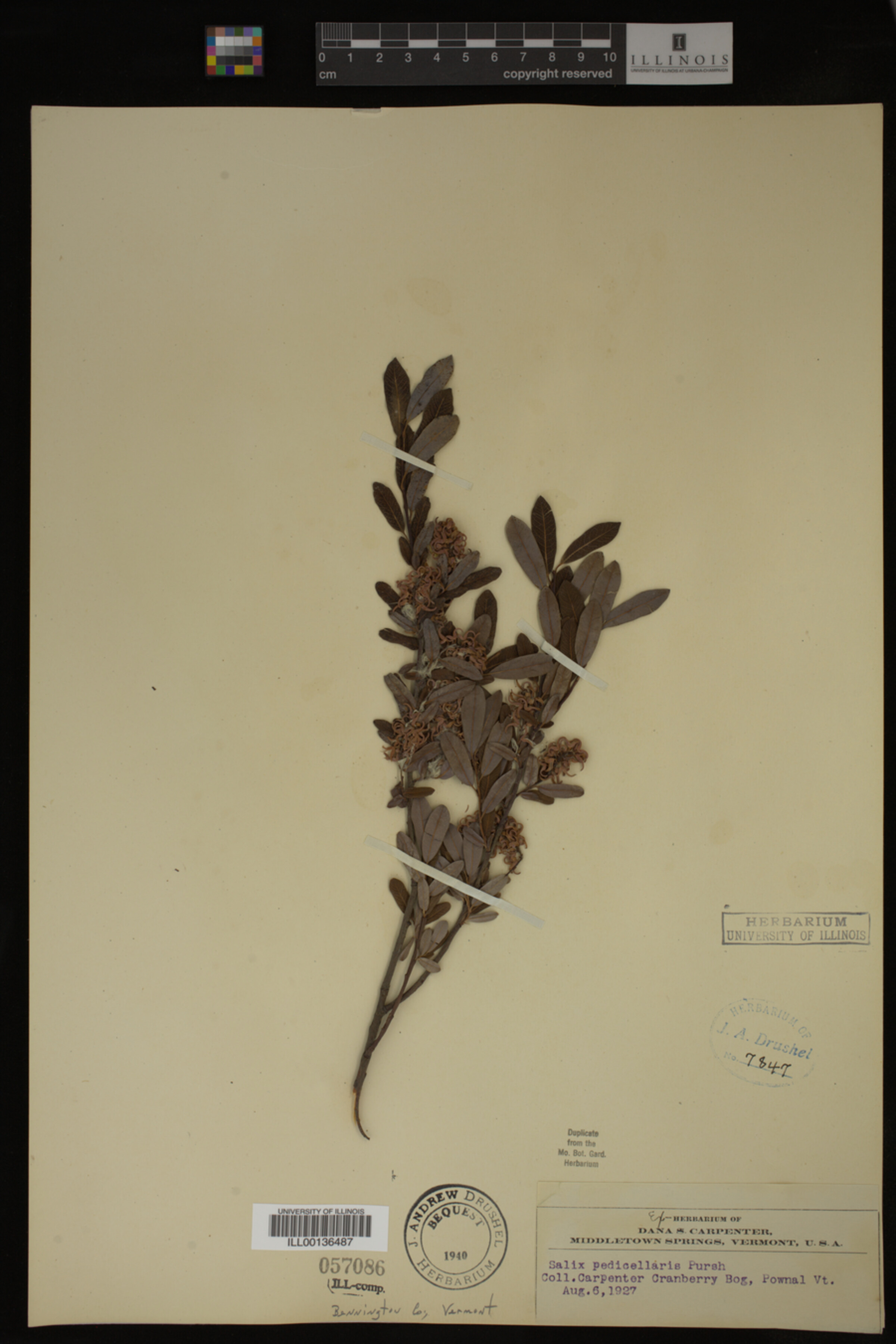 Salix pedicellaris image