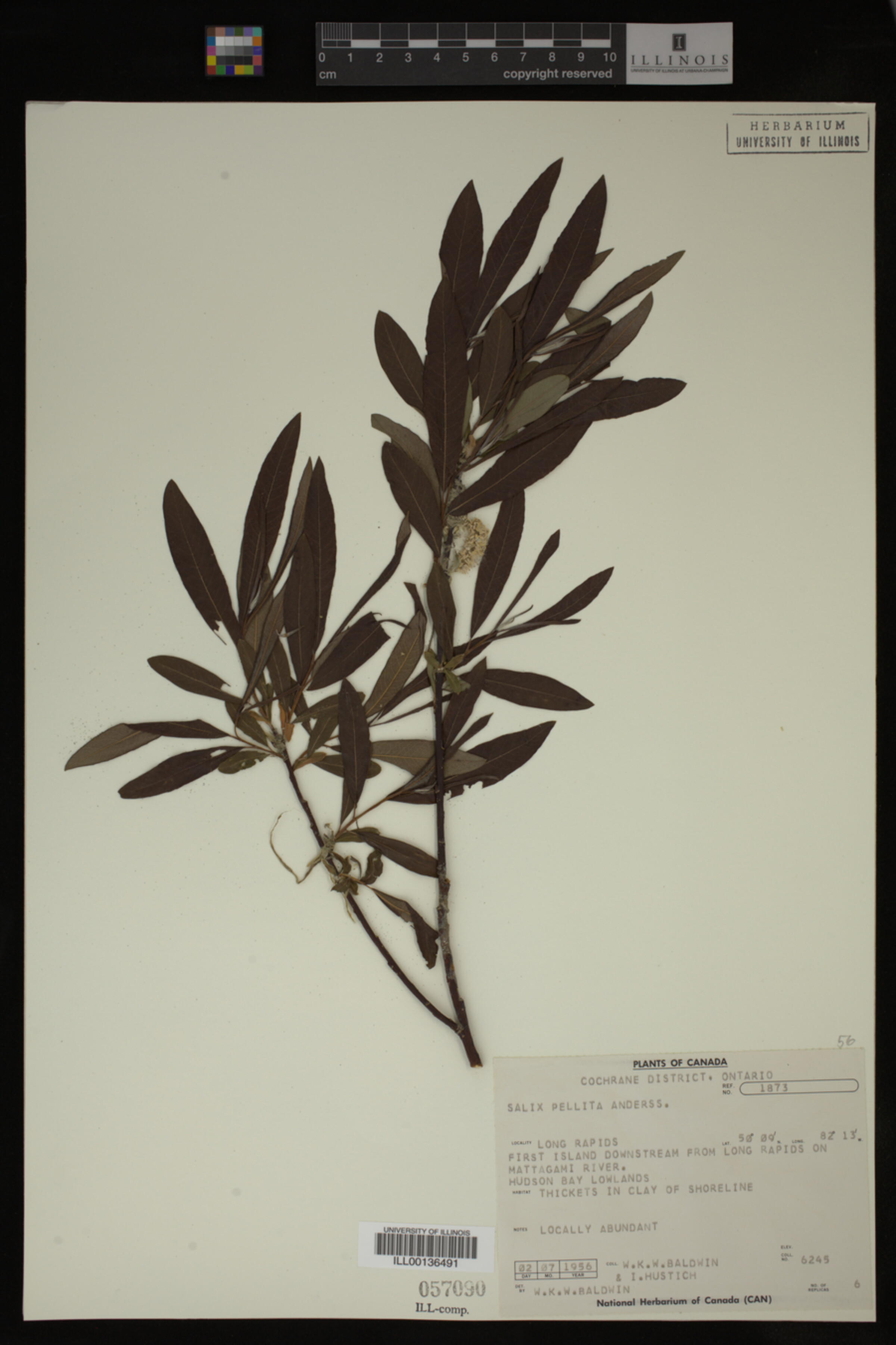 Salix pellita image