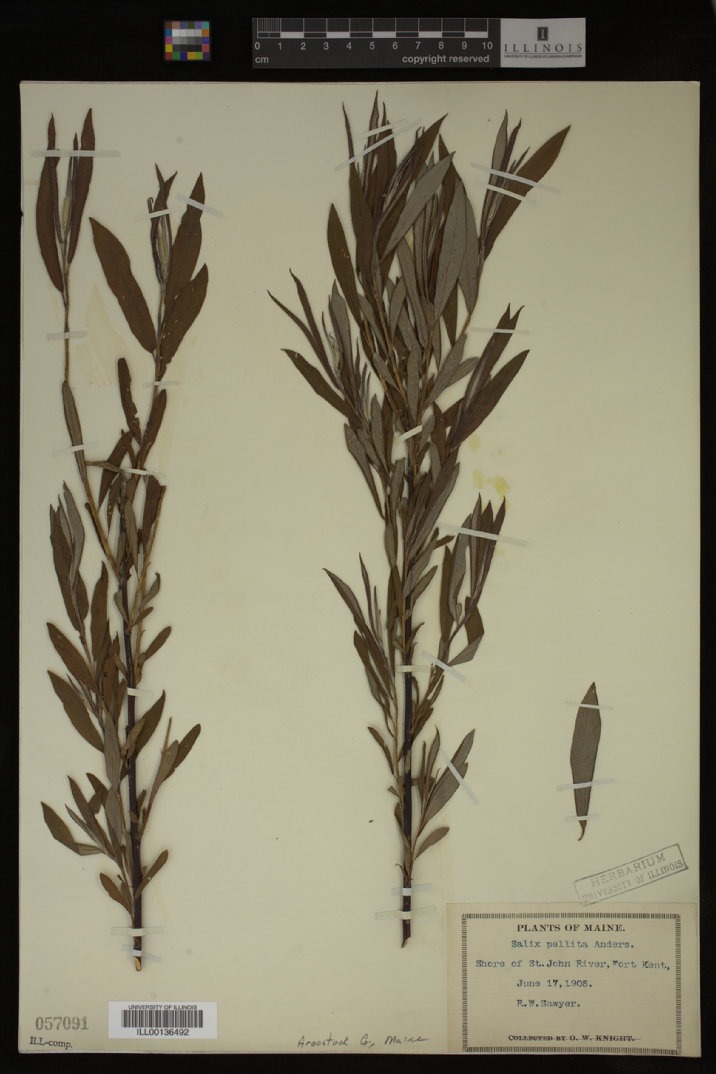 Salix pellita image