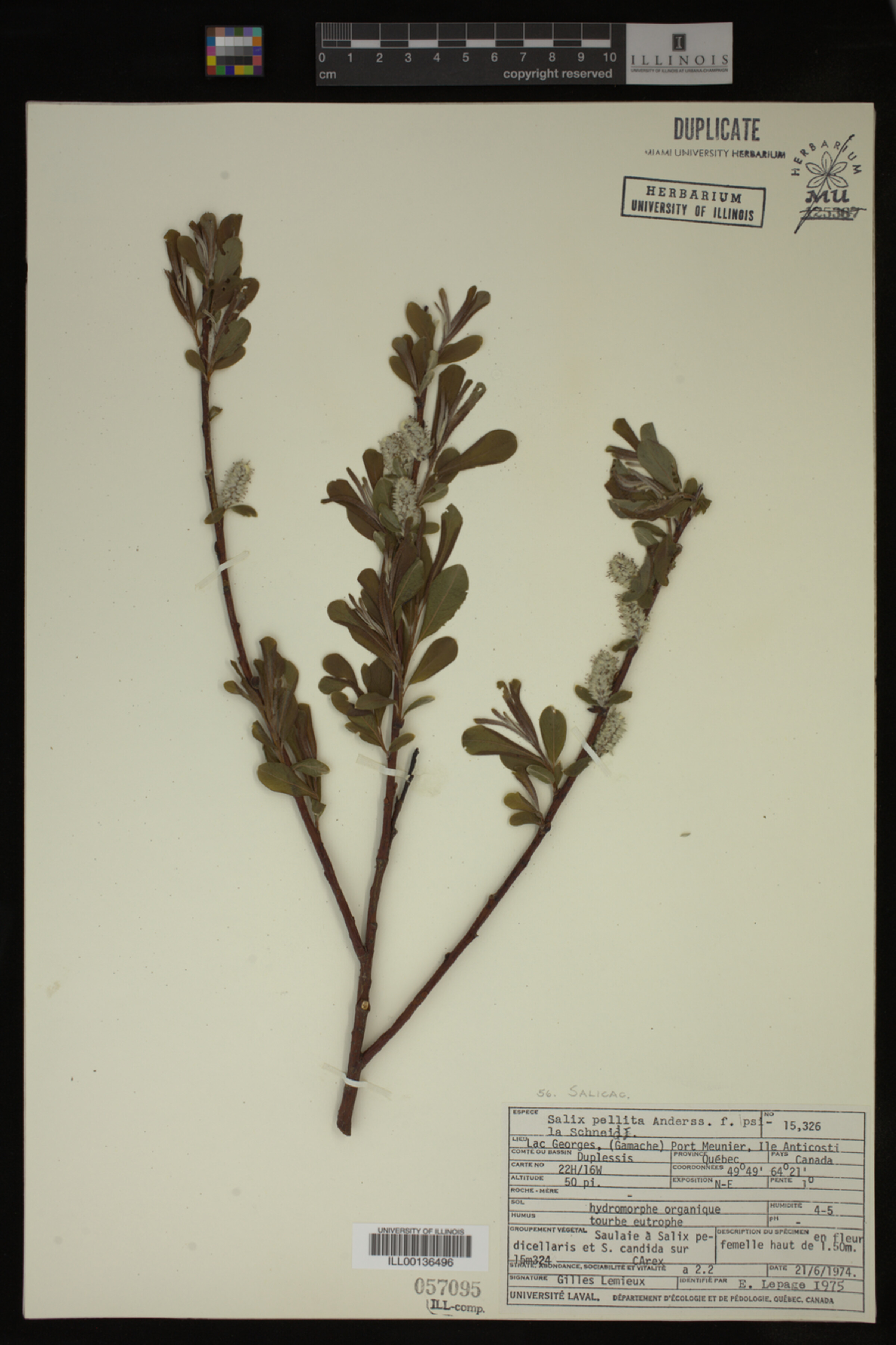 Salix pellita image