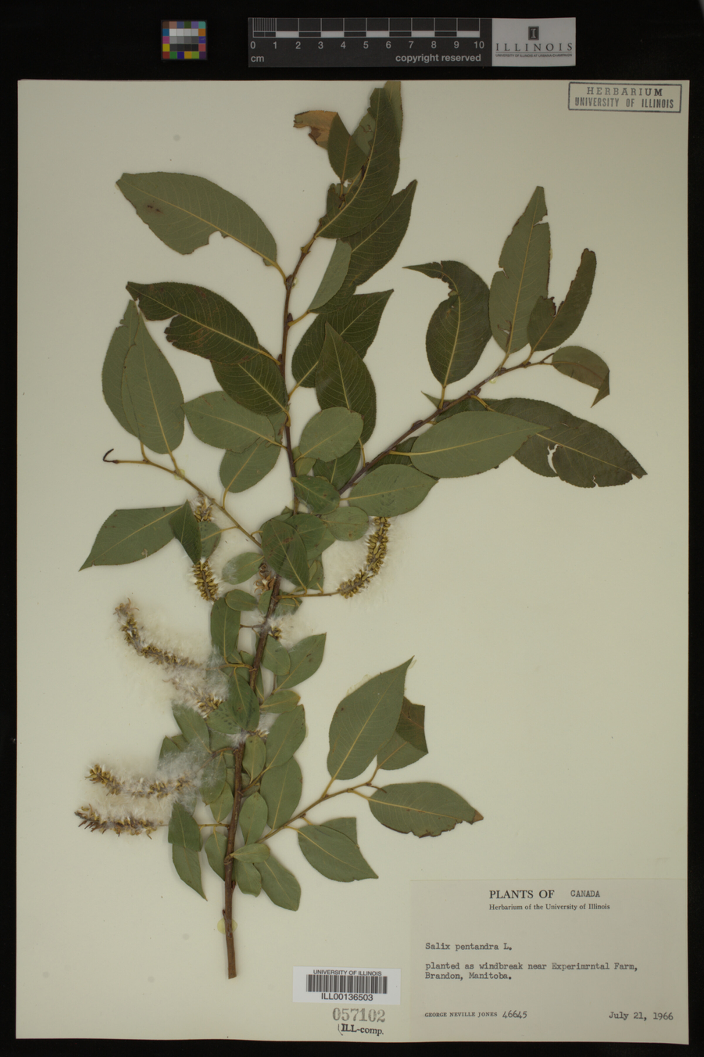 Salix pentandra image