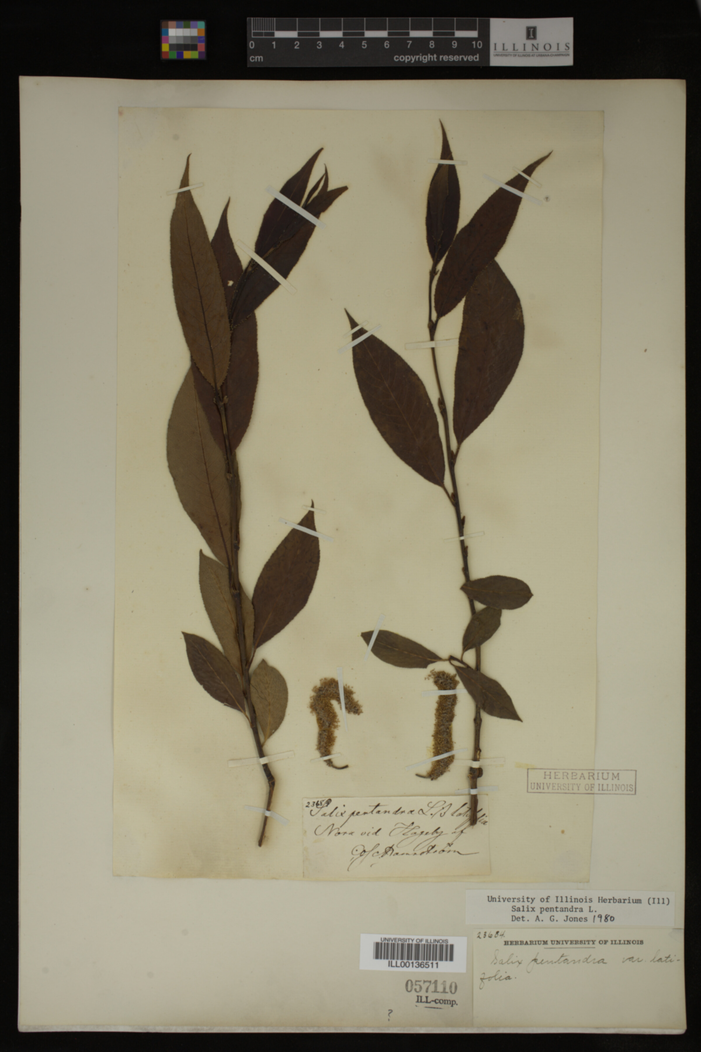 Salix pentandra image