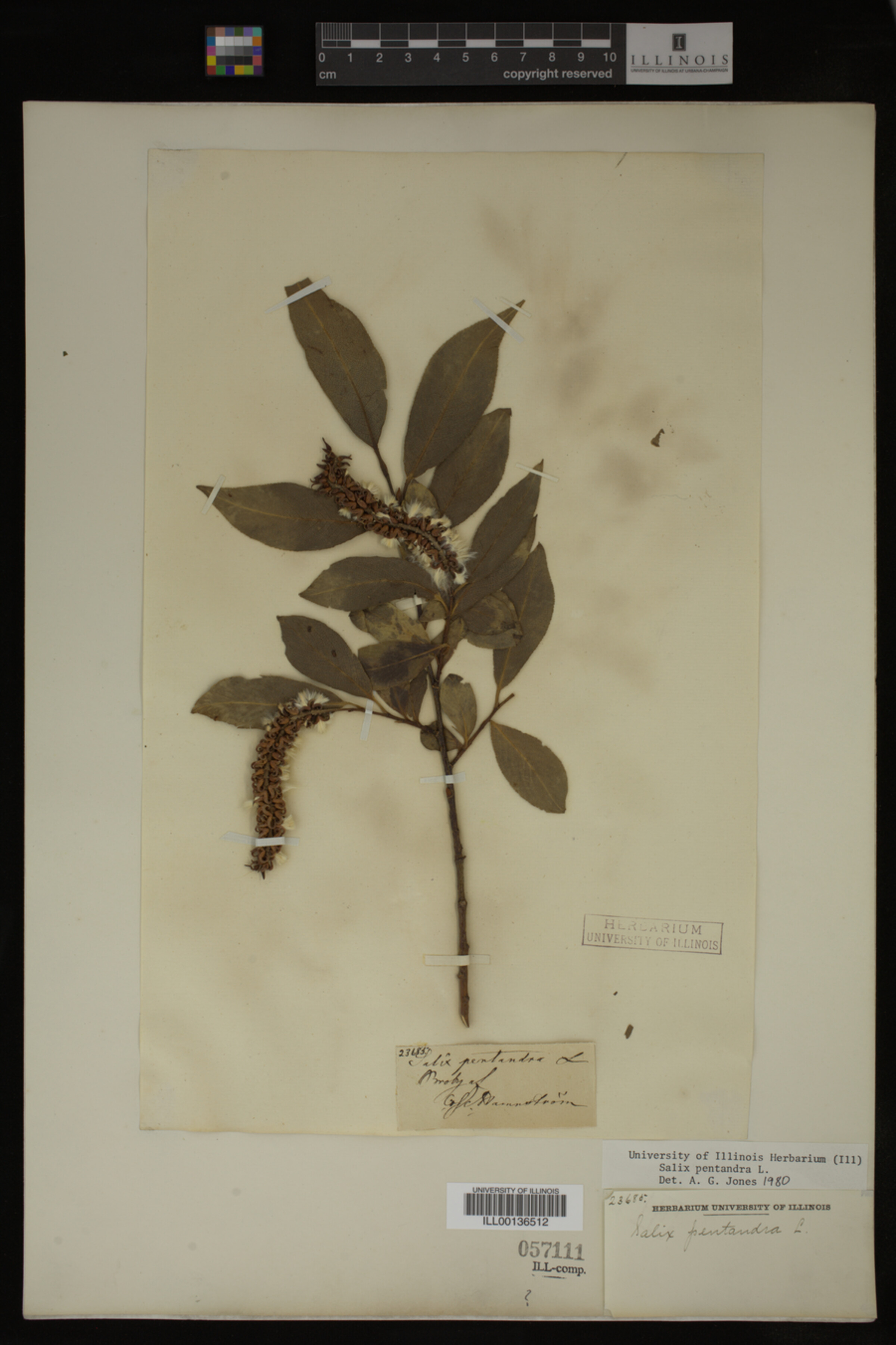 Salix pentandra image