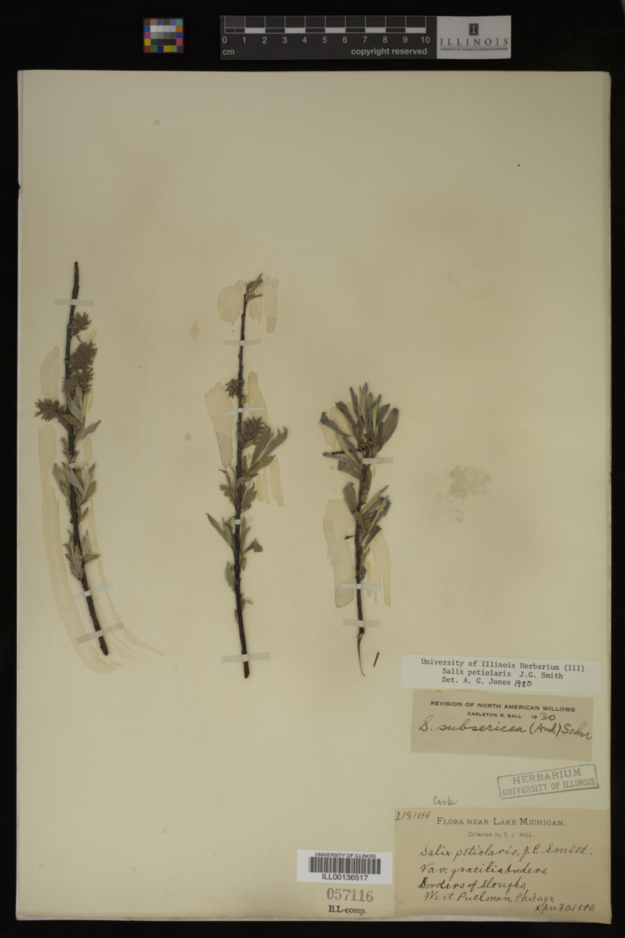 Salix petiolaris image