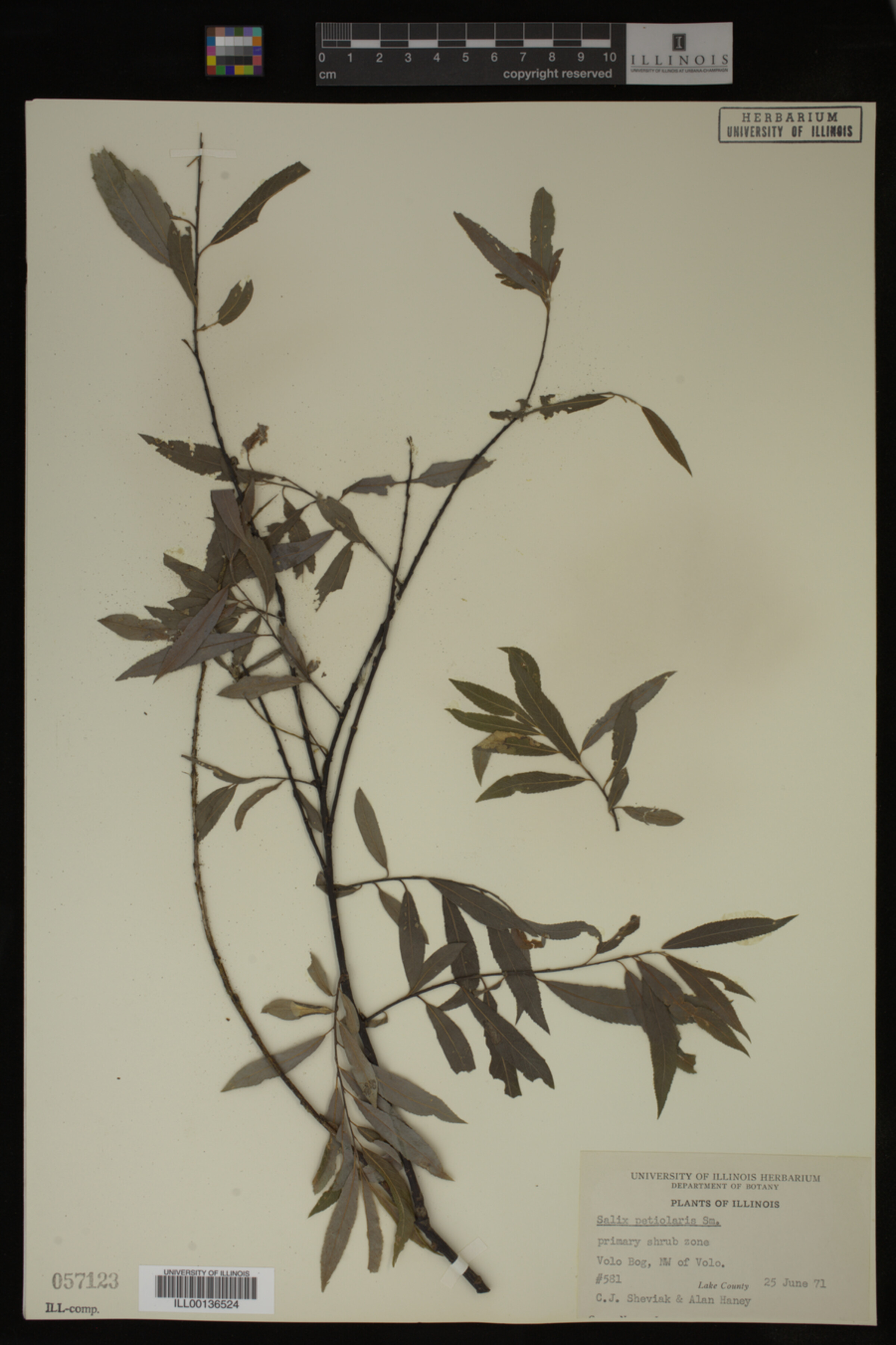 Salix petiolaris image