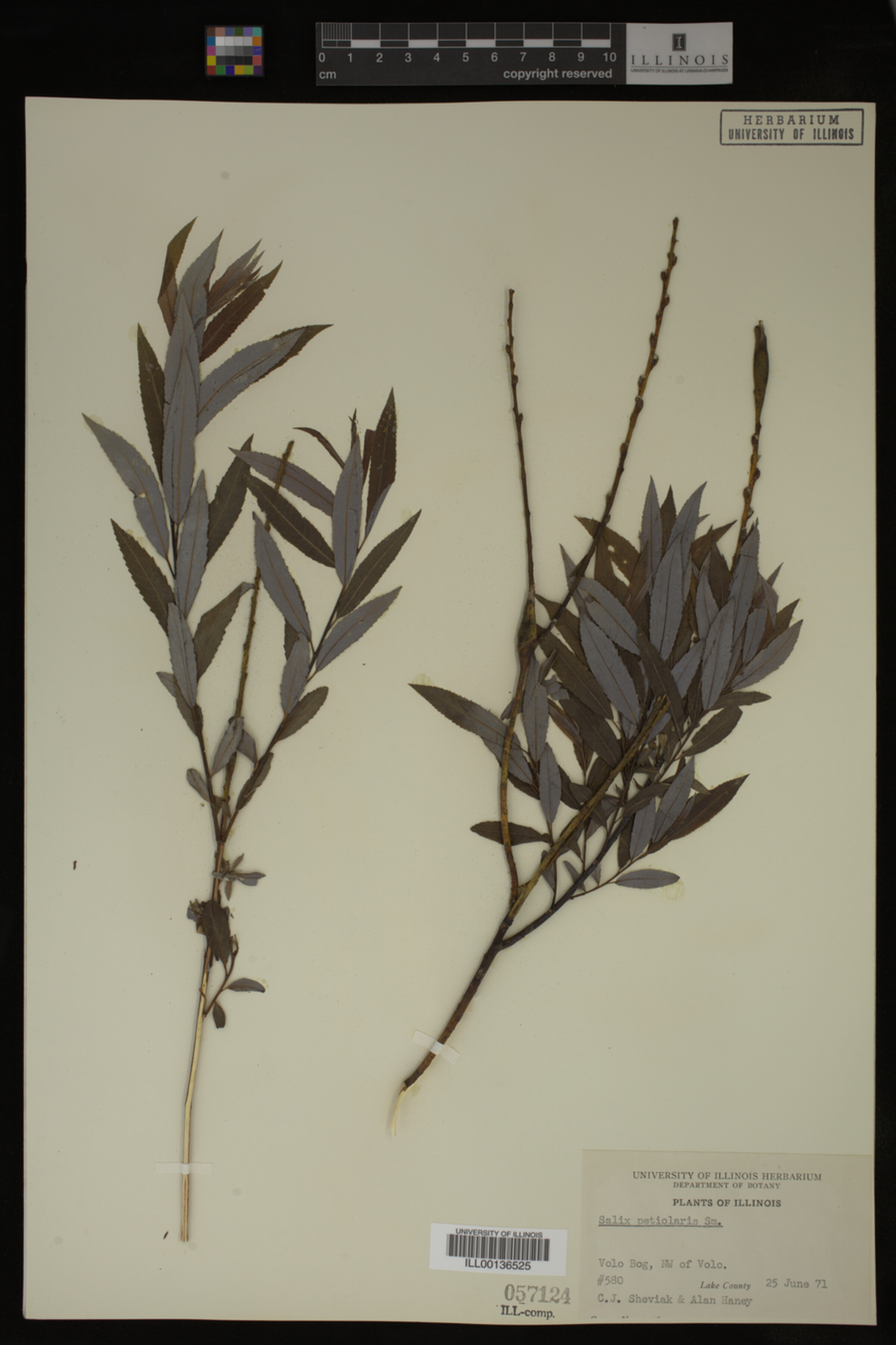 Salix petiolaris image