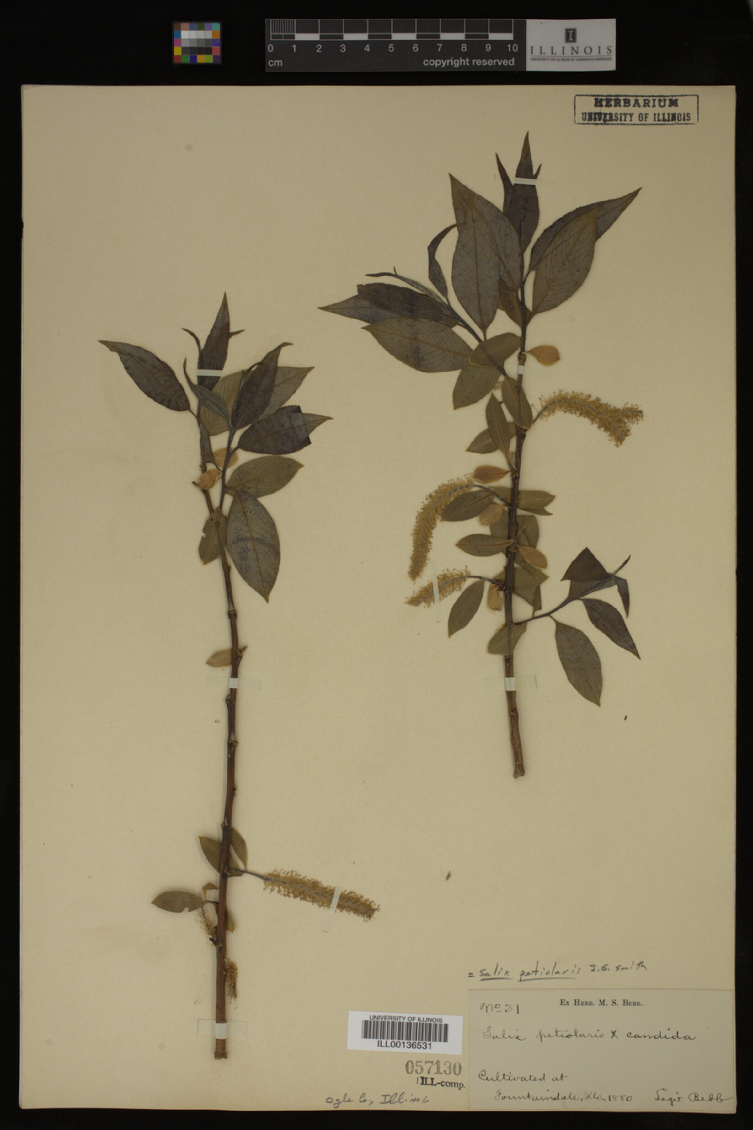 Salix petiolaris image