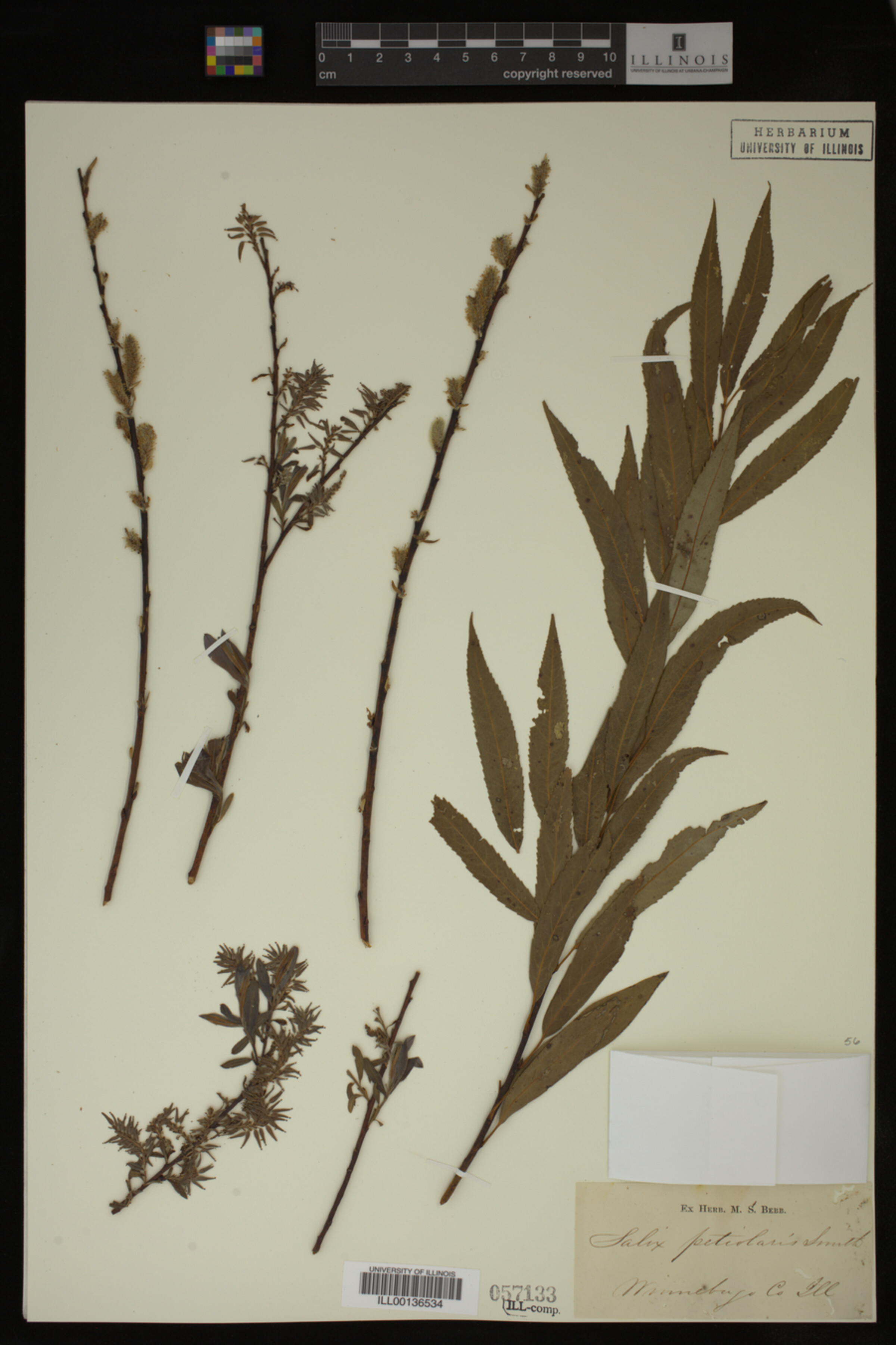 Salix petiolaris image