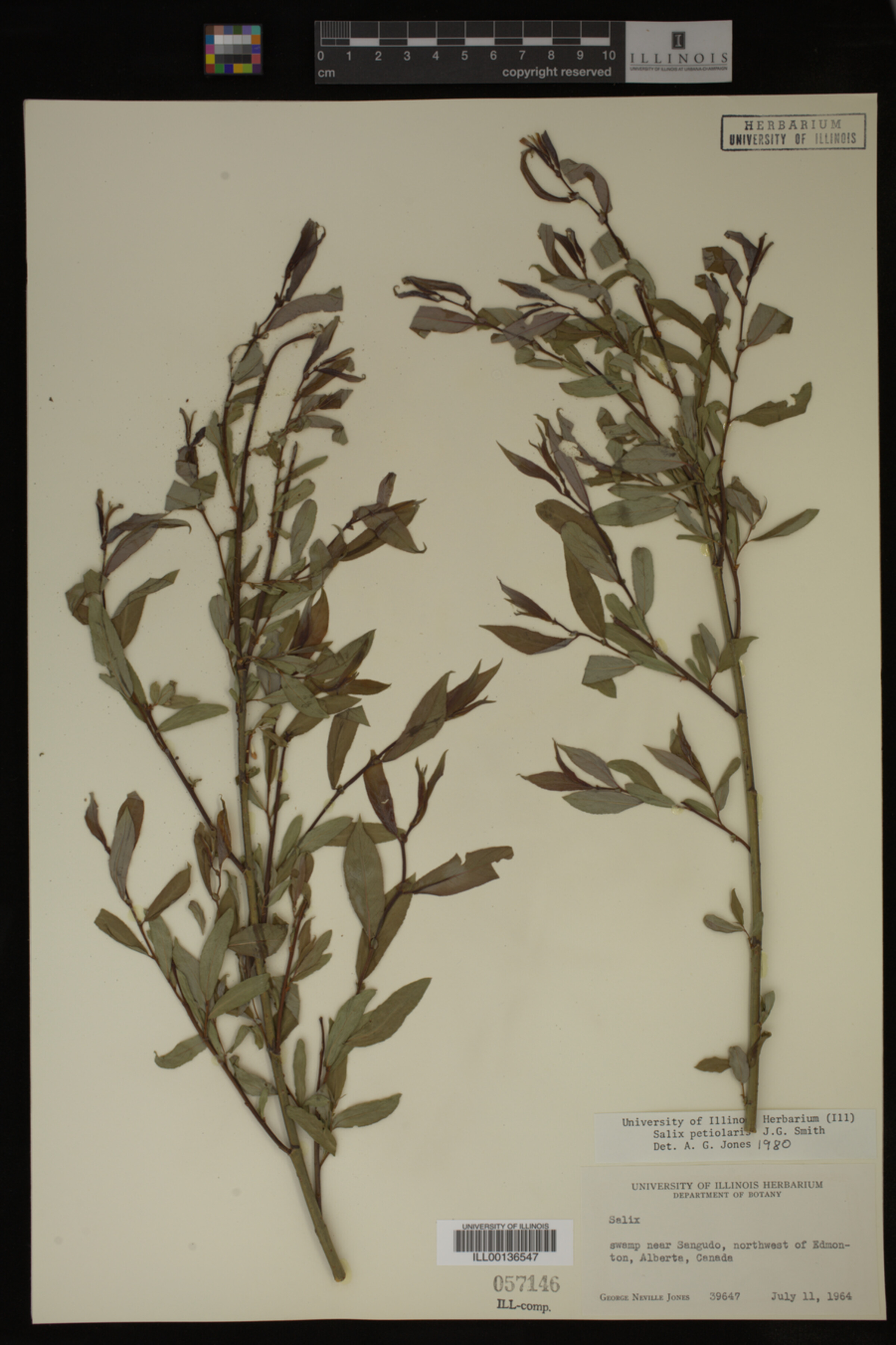 Salix petiolaris image