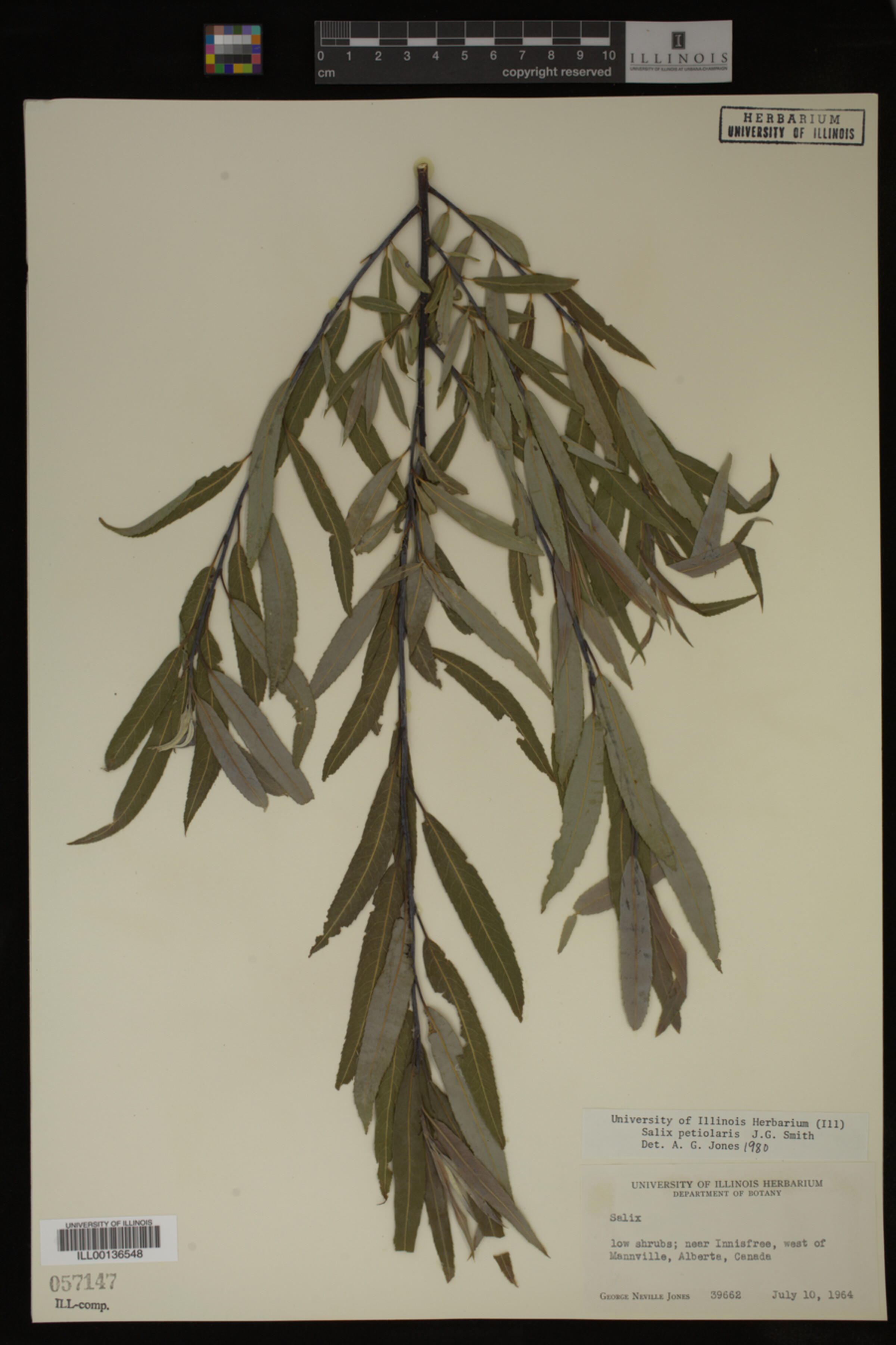 Salix petiolaris image