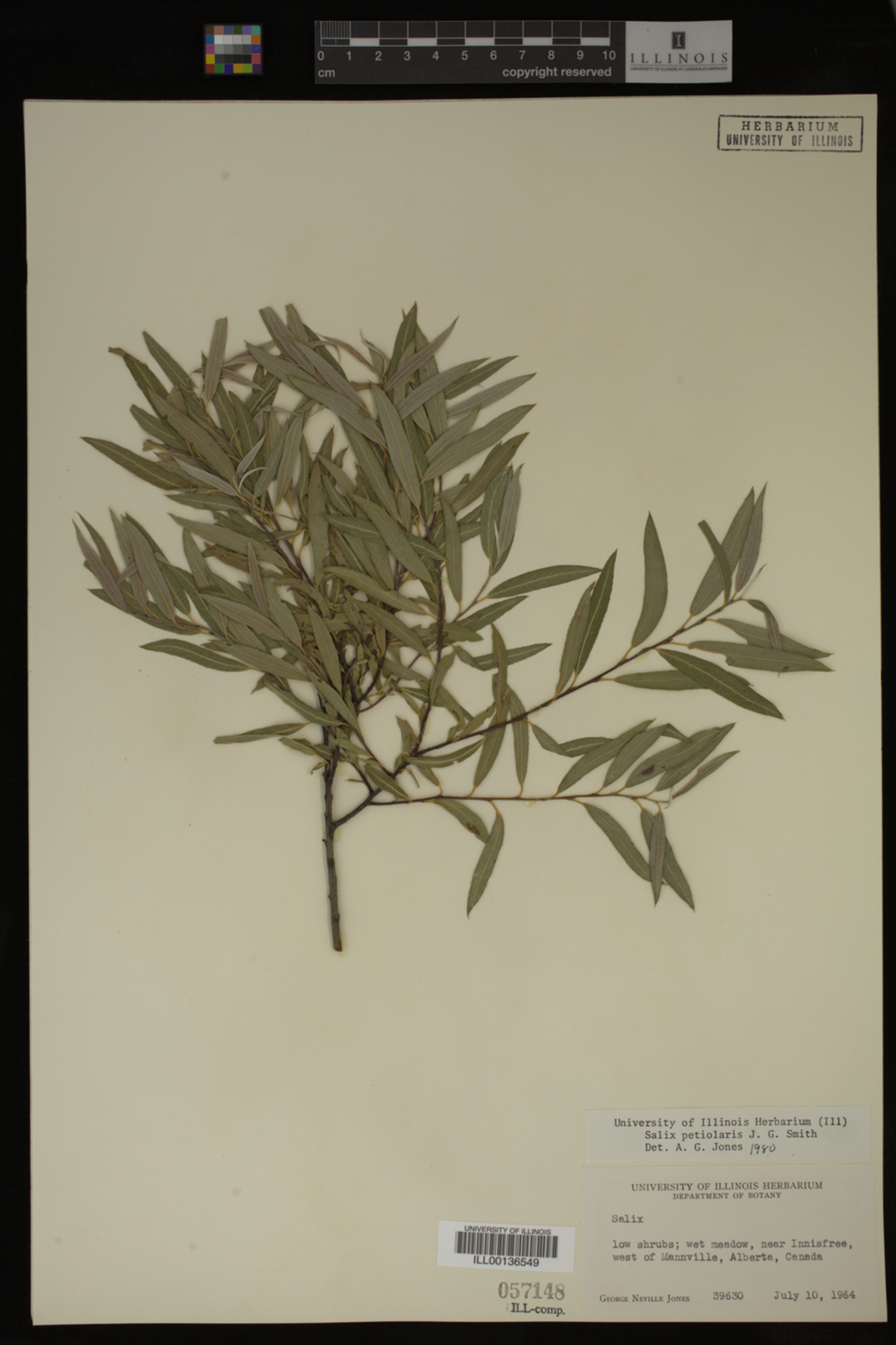 Salix petiolaris image