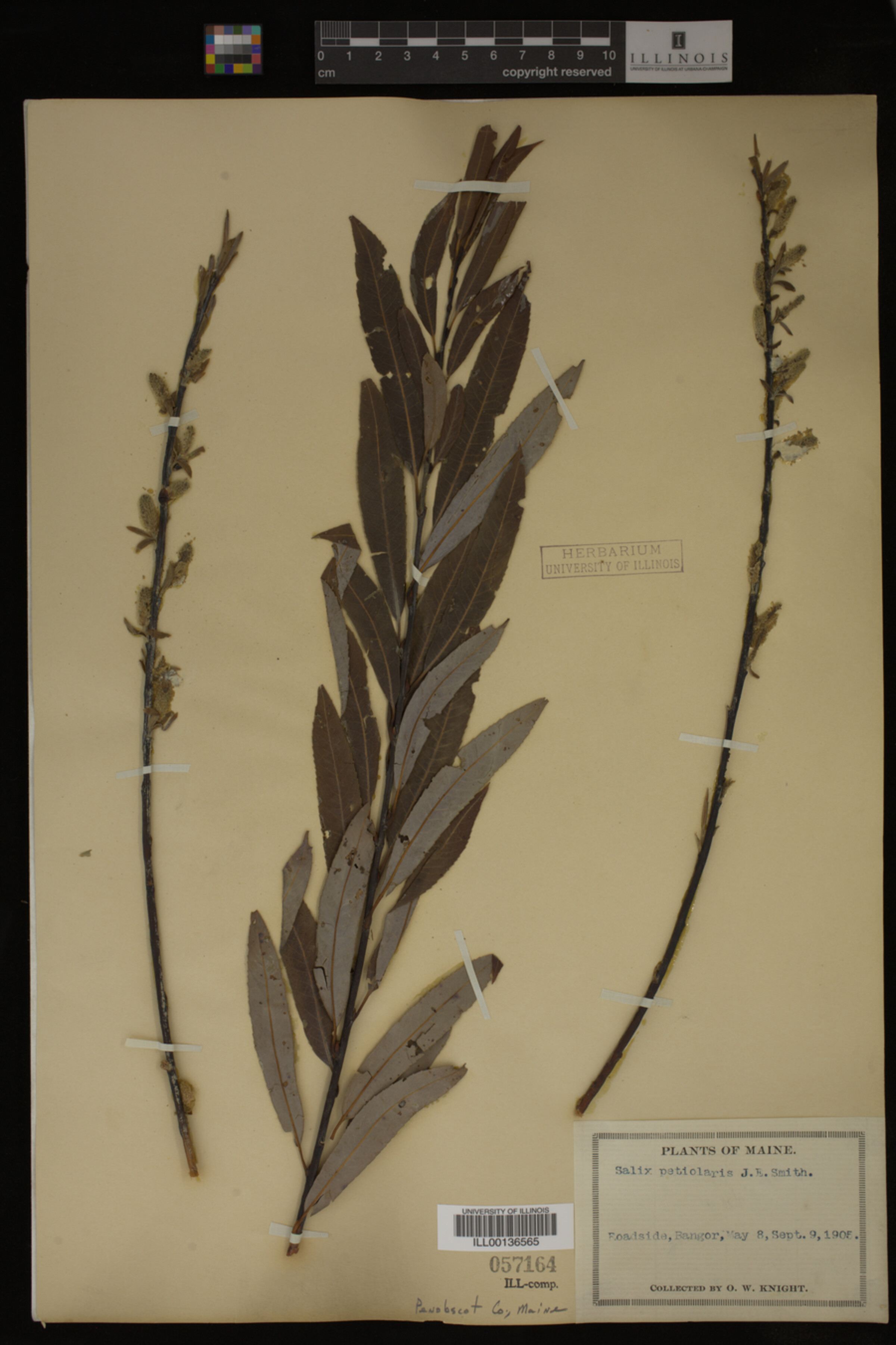 Salix petiolaris image