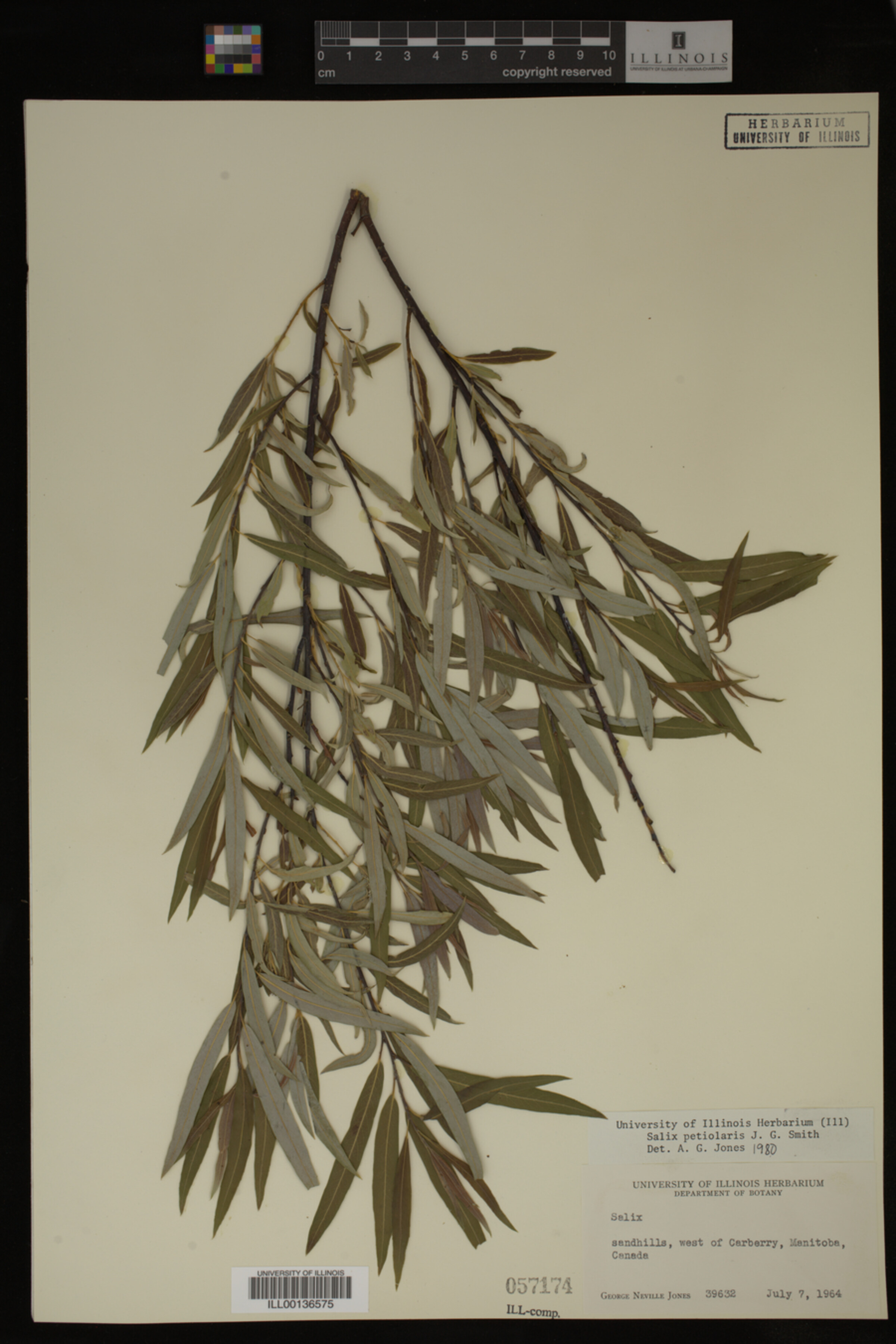 Salix petiolaris image