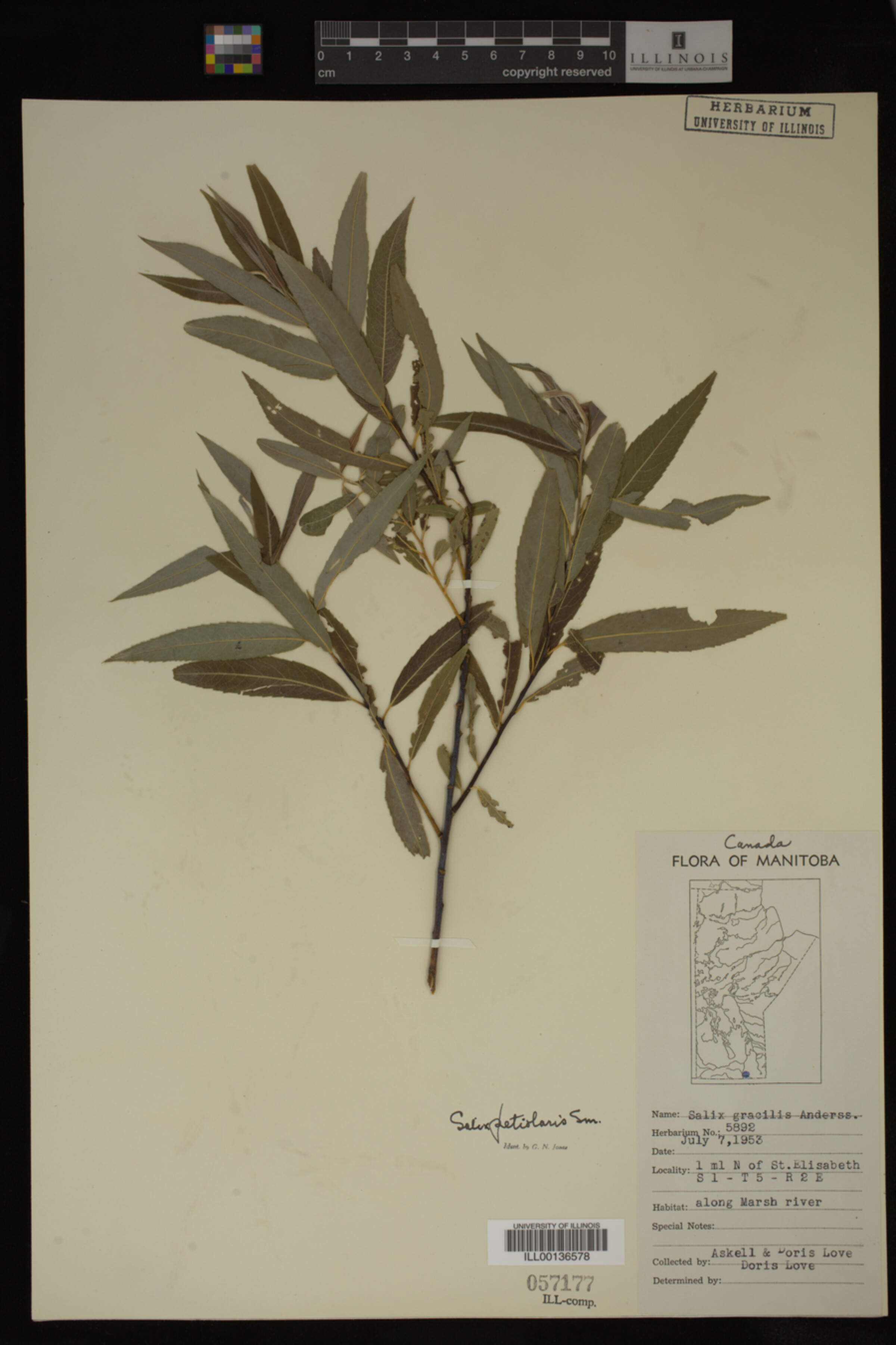 Salix petiolaris image