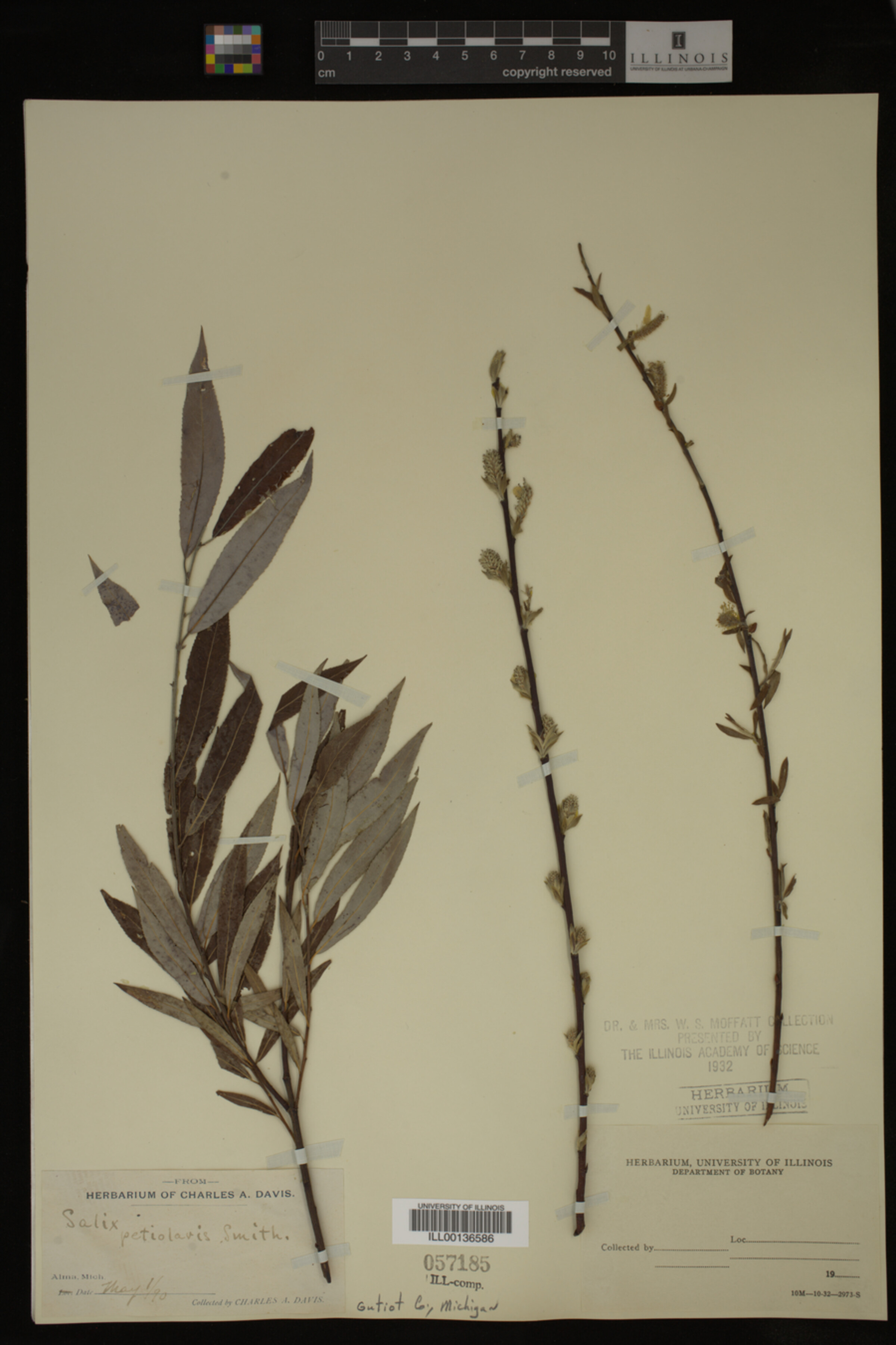 Salix petiolaris image
