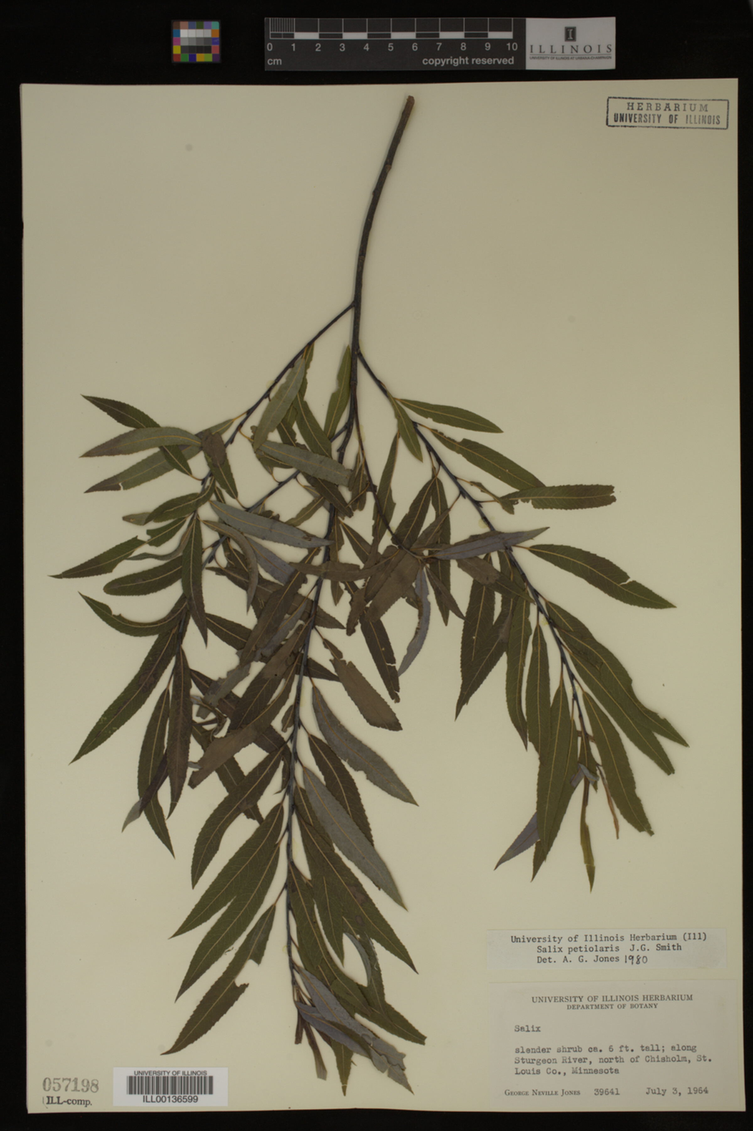 Salix petiolaris image