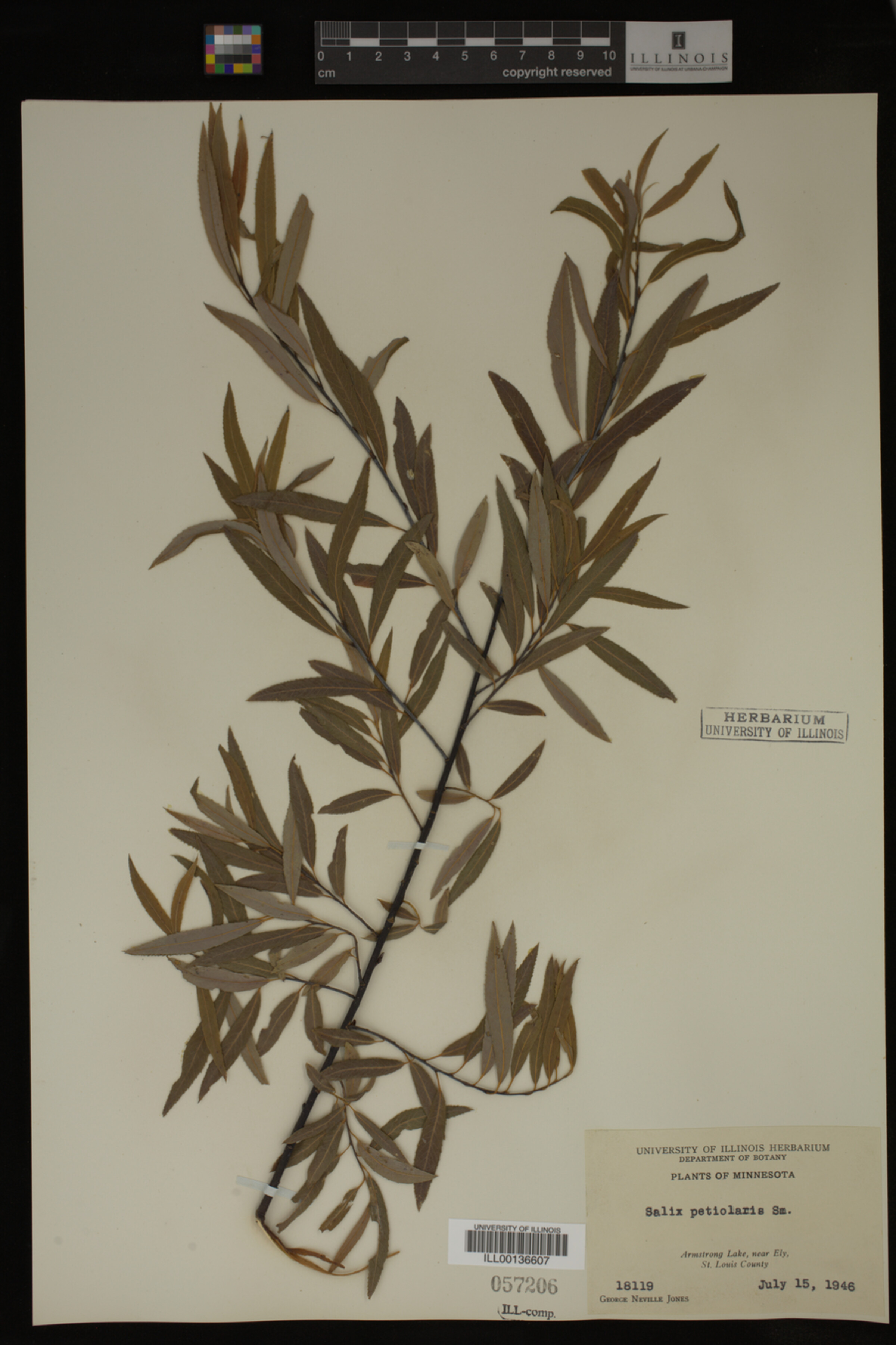 Salix petiolaris image