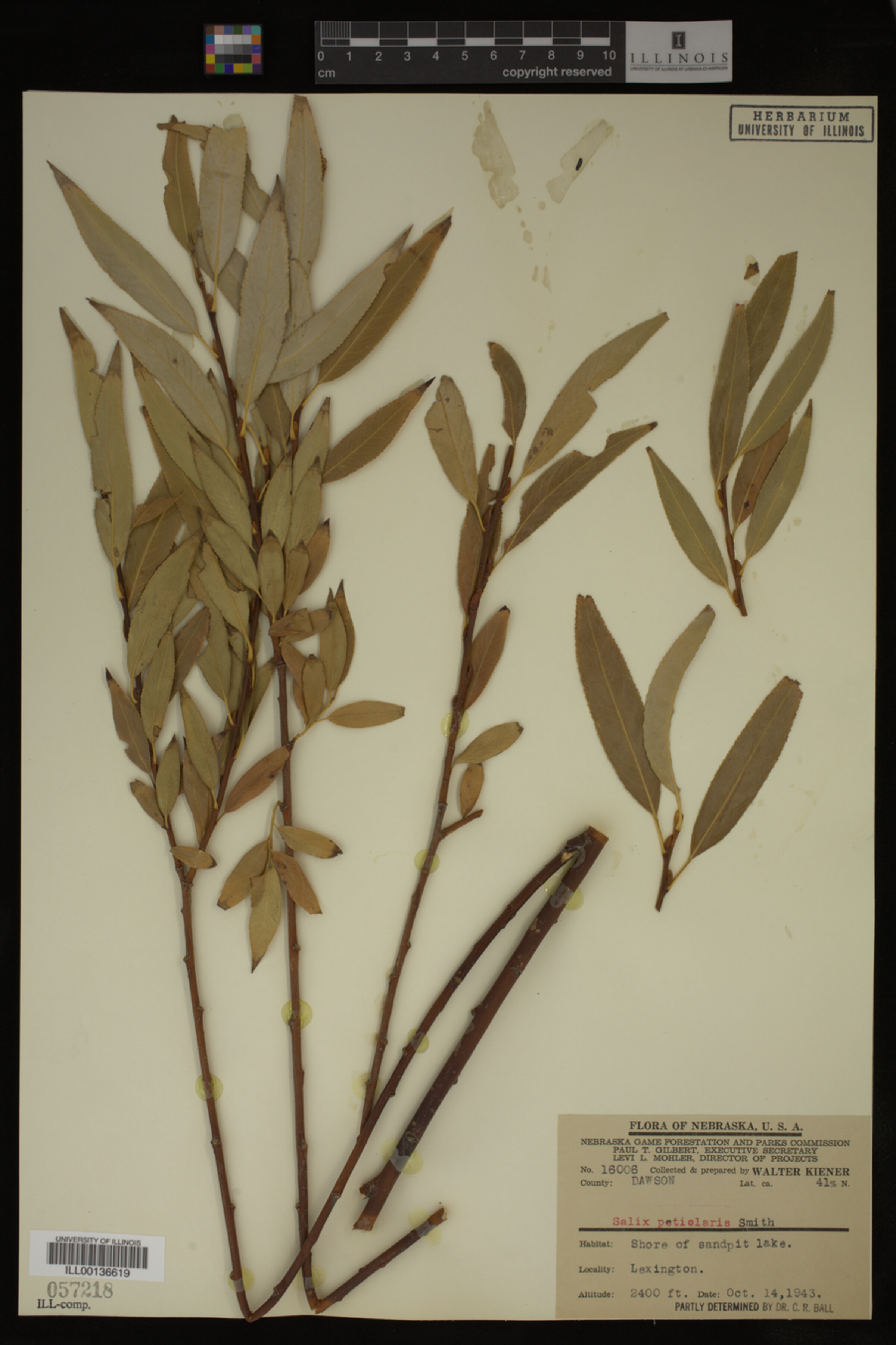 Salix petiolaris image