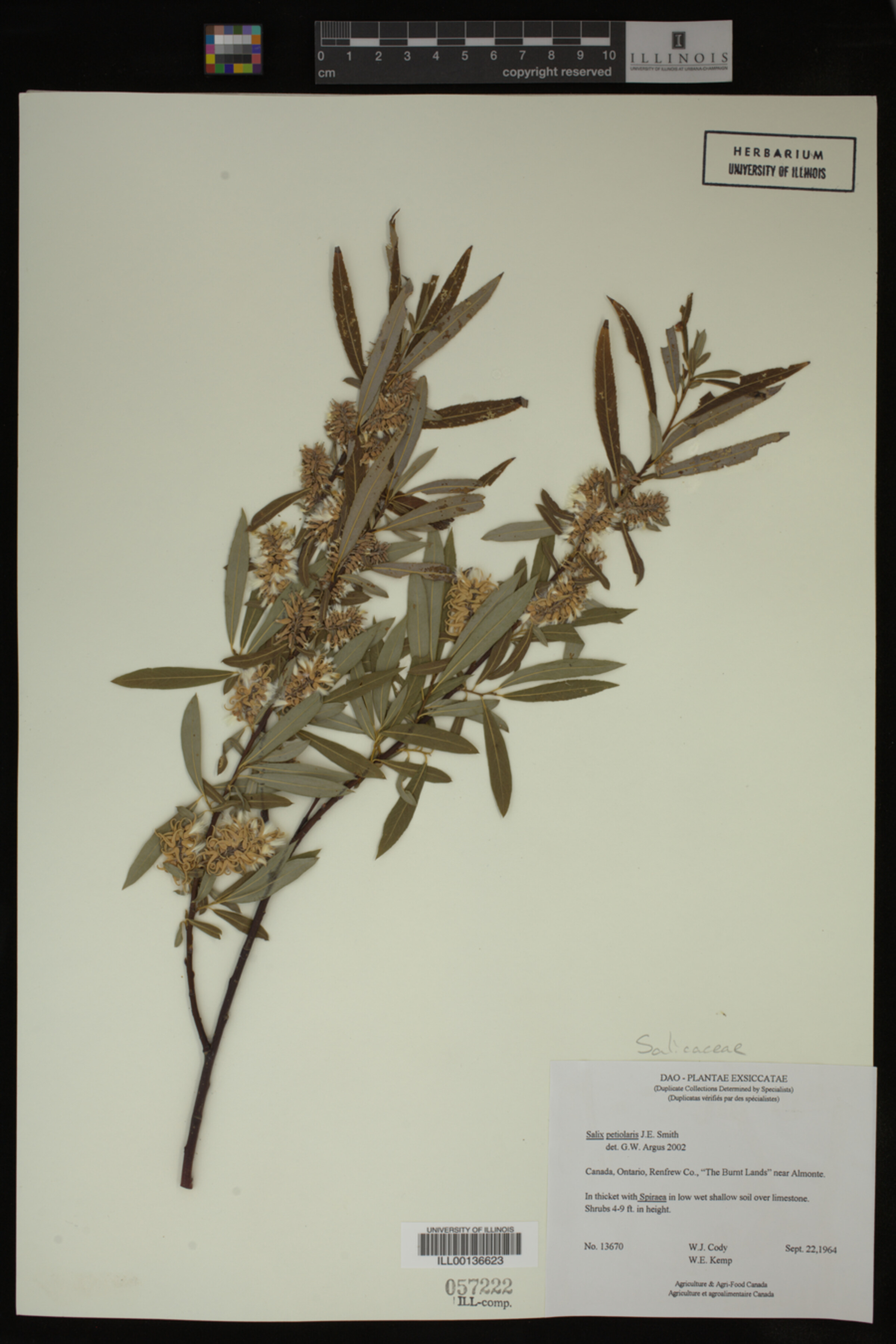 Salix petiolaris image