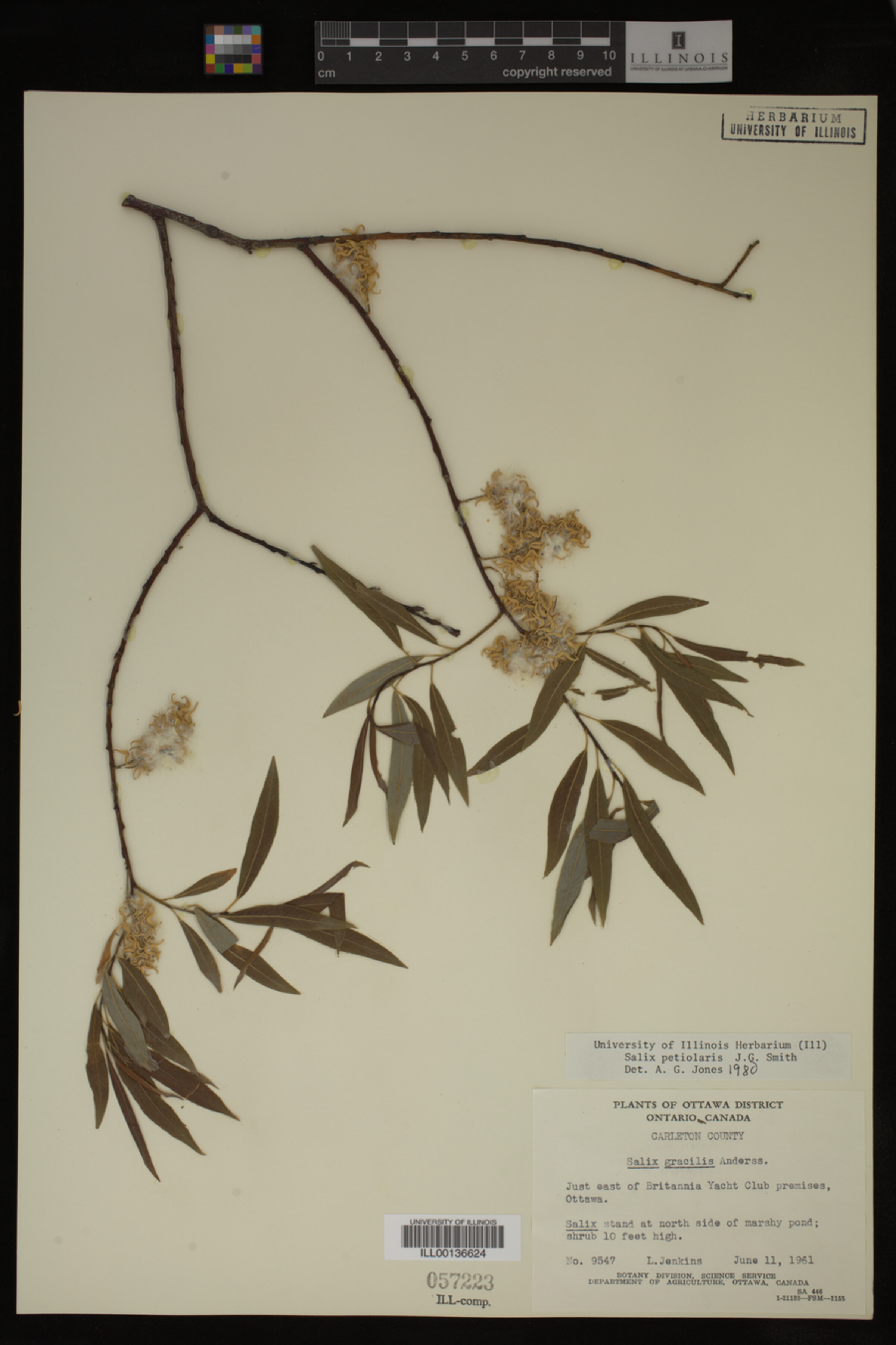 Salix petiolaris image