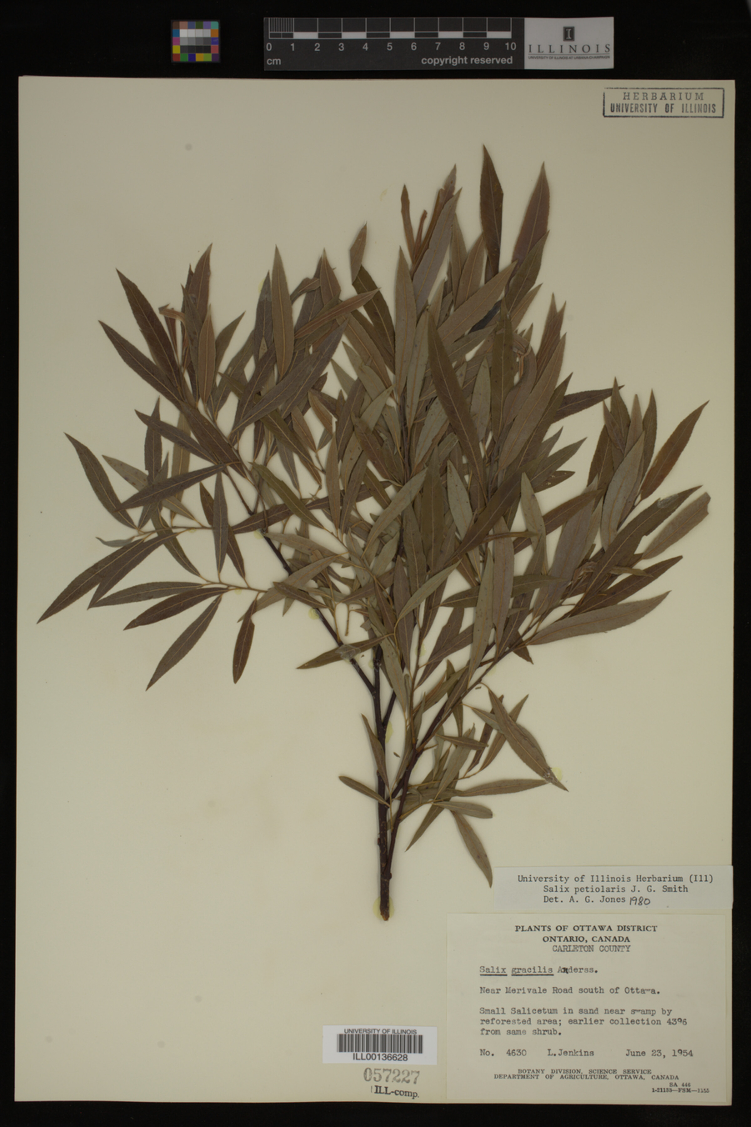 Salix petiolaris image