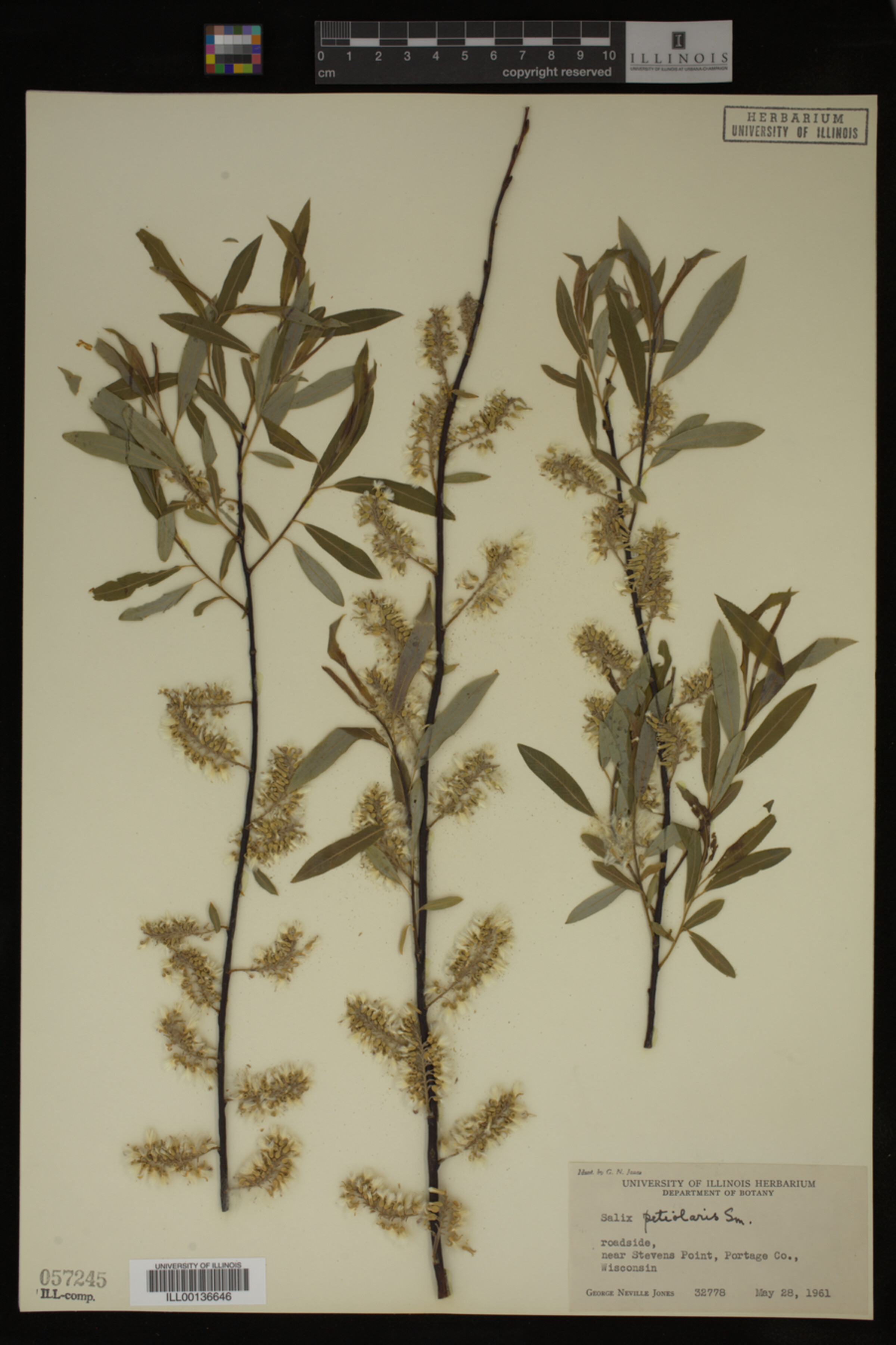 Salix petiolaris image