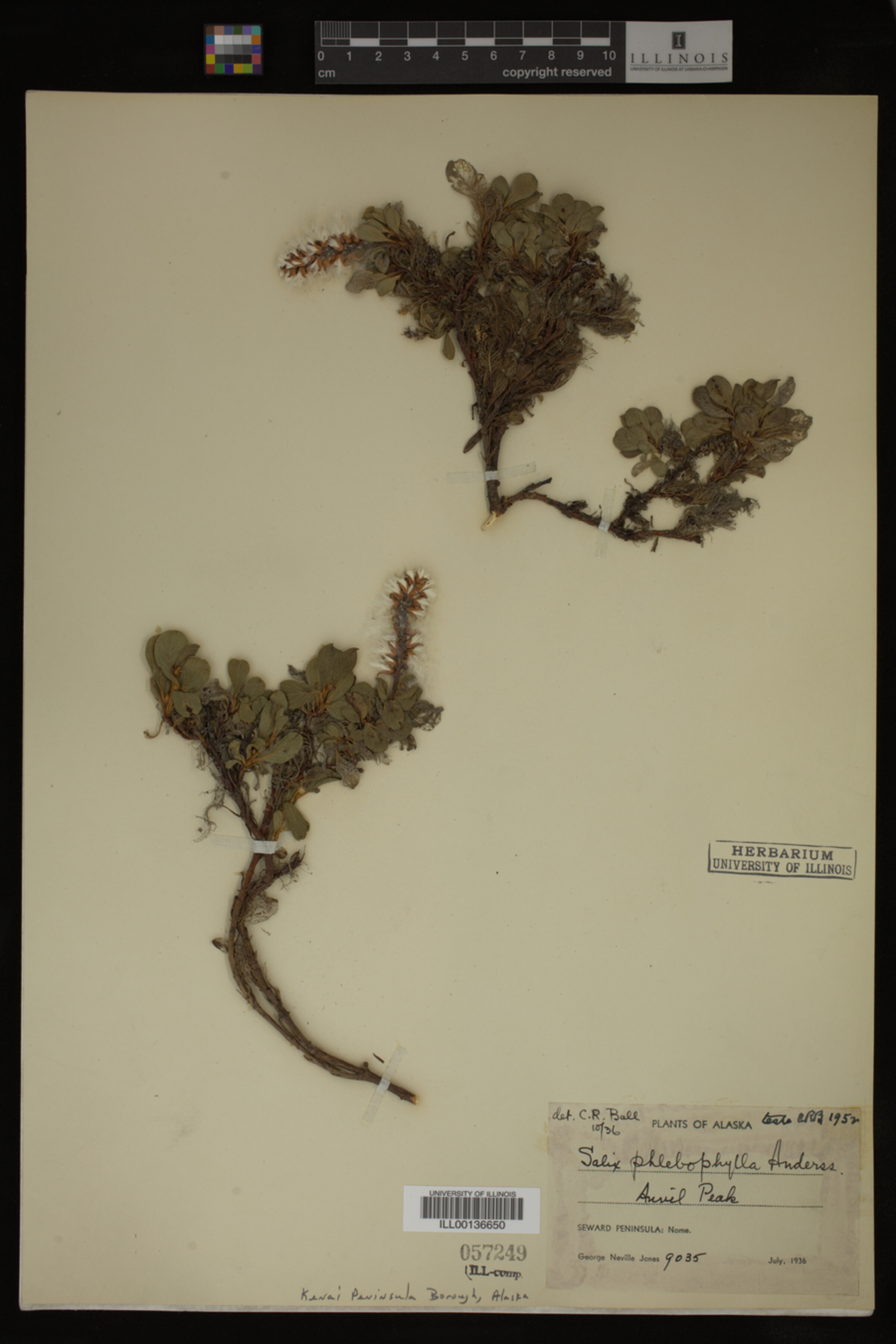 Salix phlebophylla image