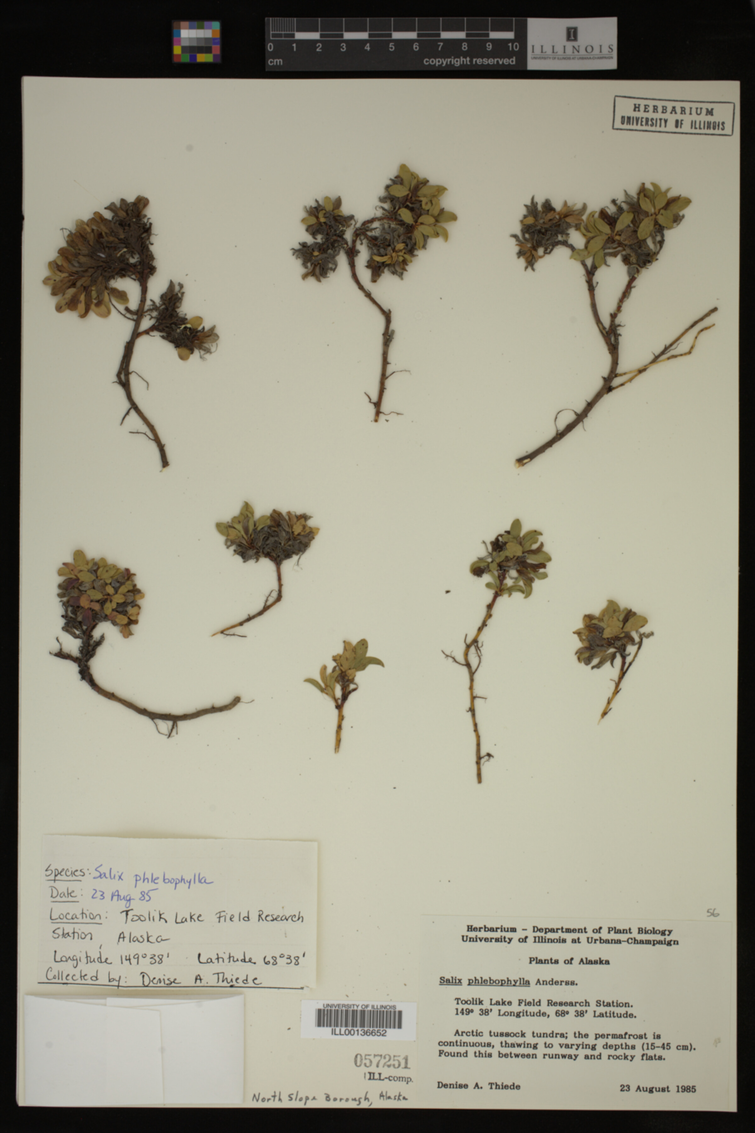Salix phlebophylla image