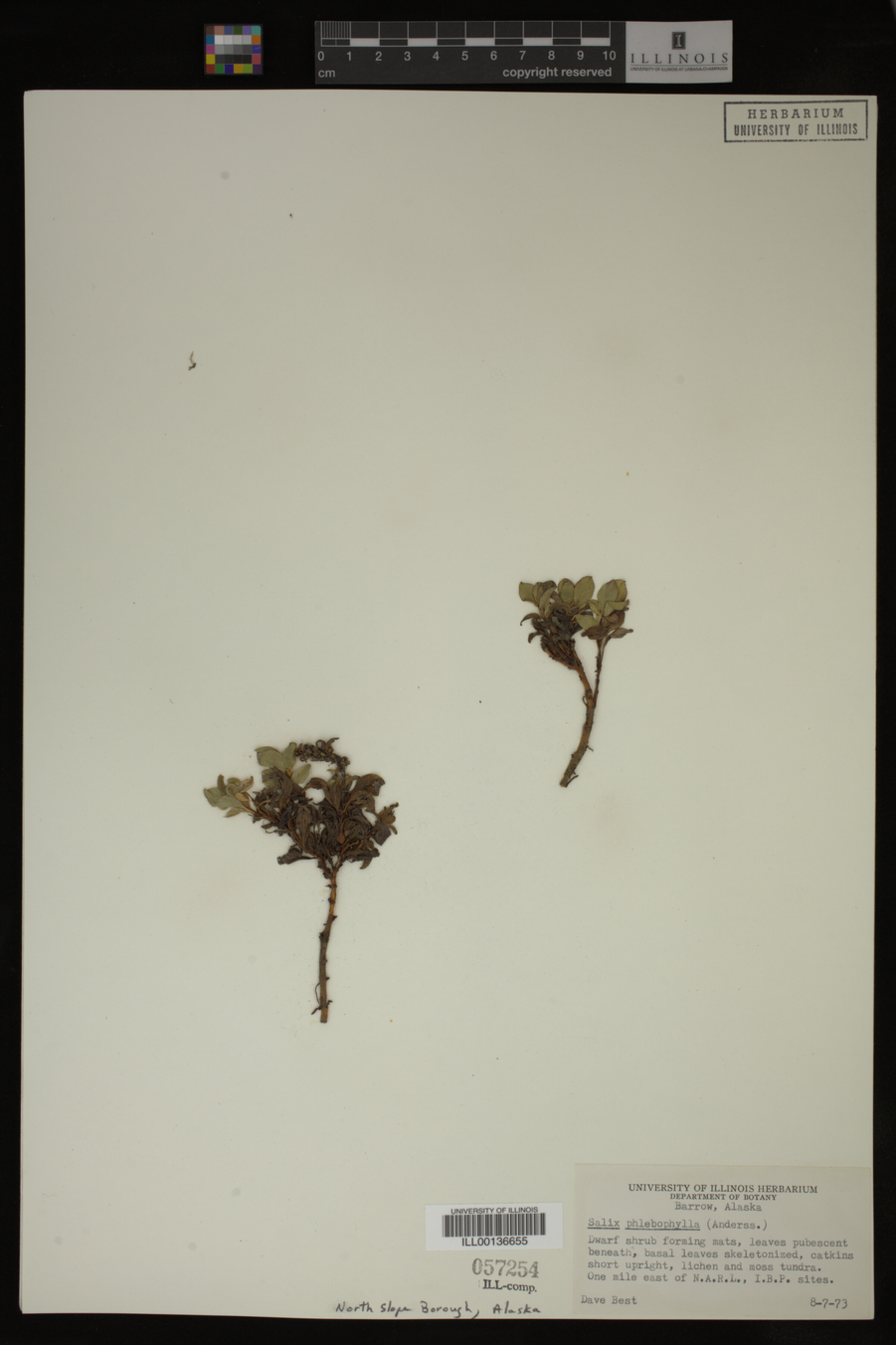 Salix phlebophylla image