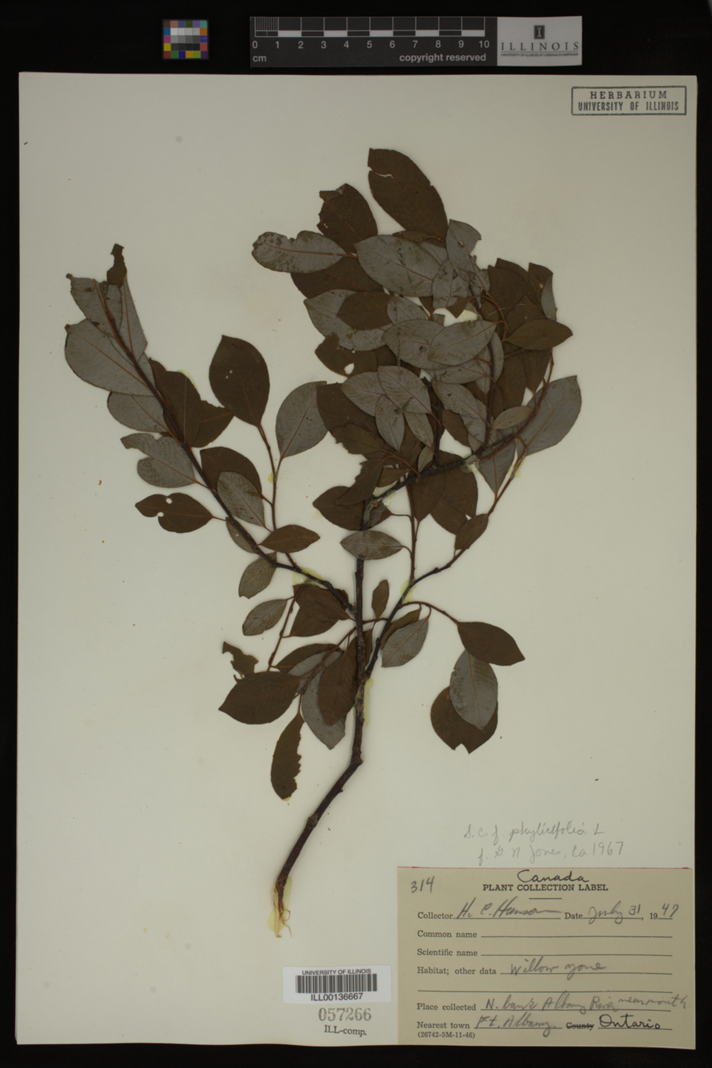 Salix phylicifolia image