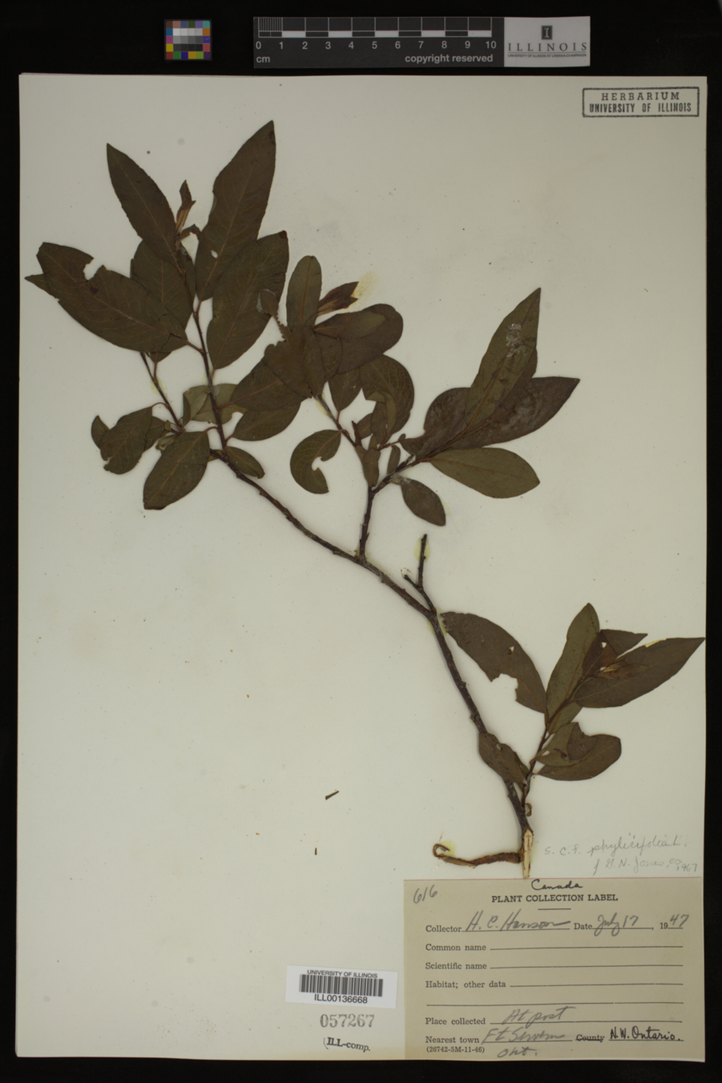 Salix phylicifolia image