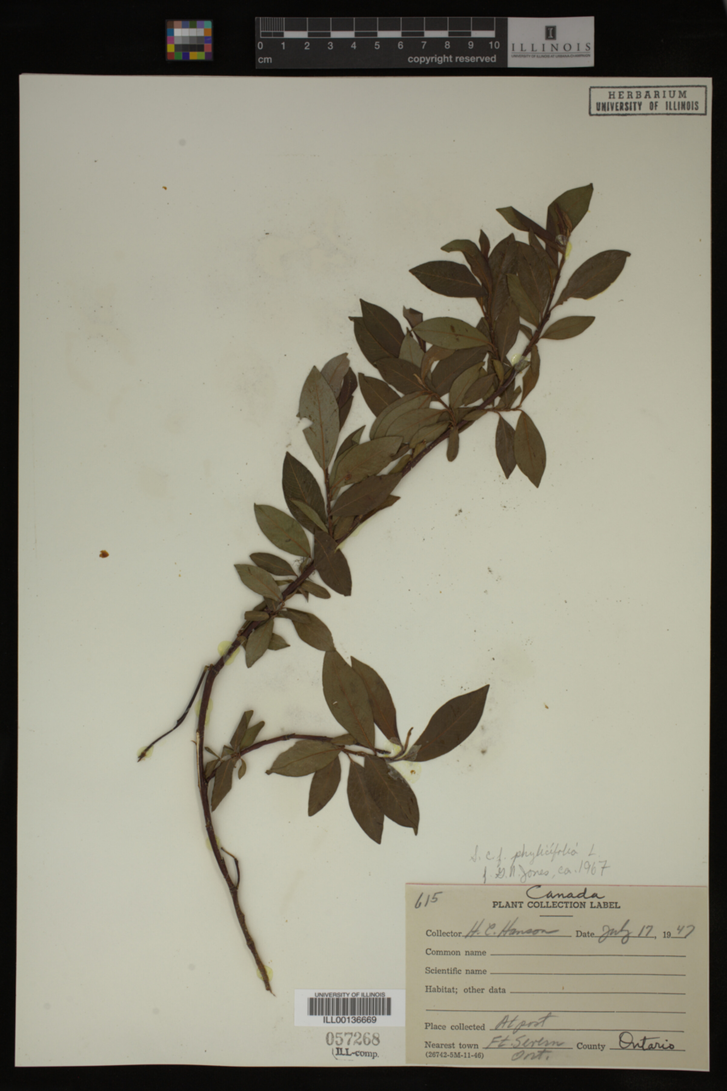 Salix phylicifolia image