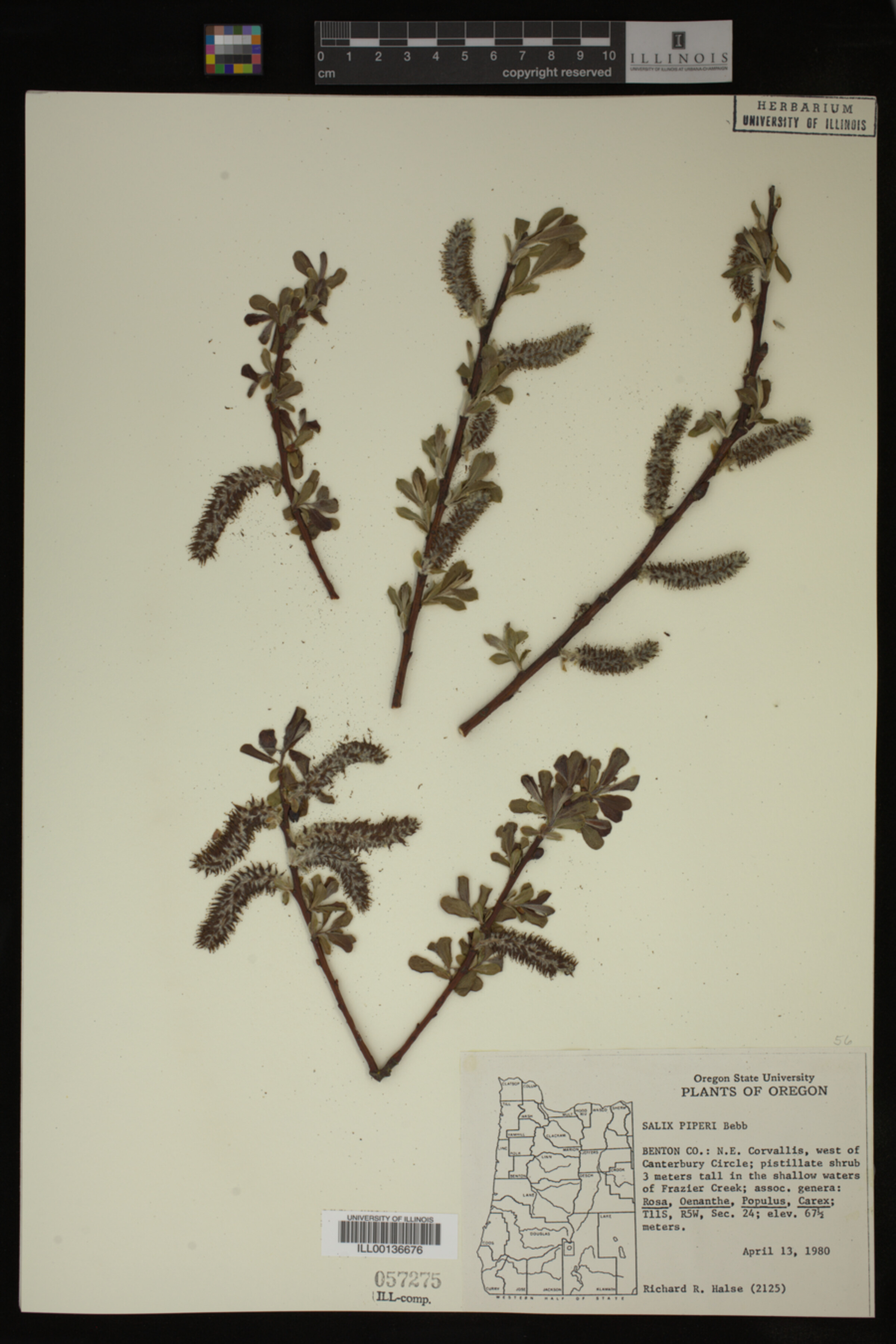Salix hookeriana image
