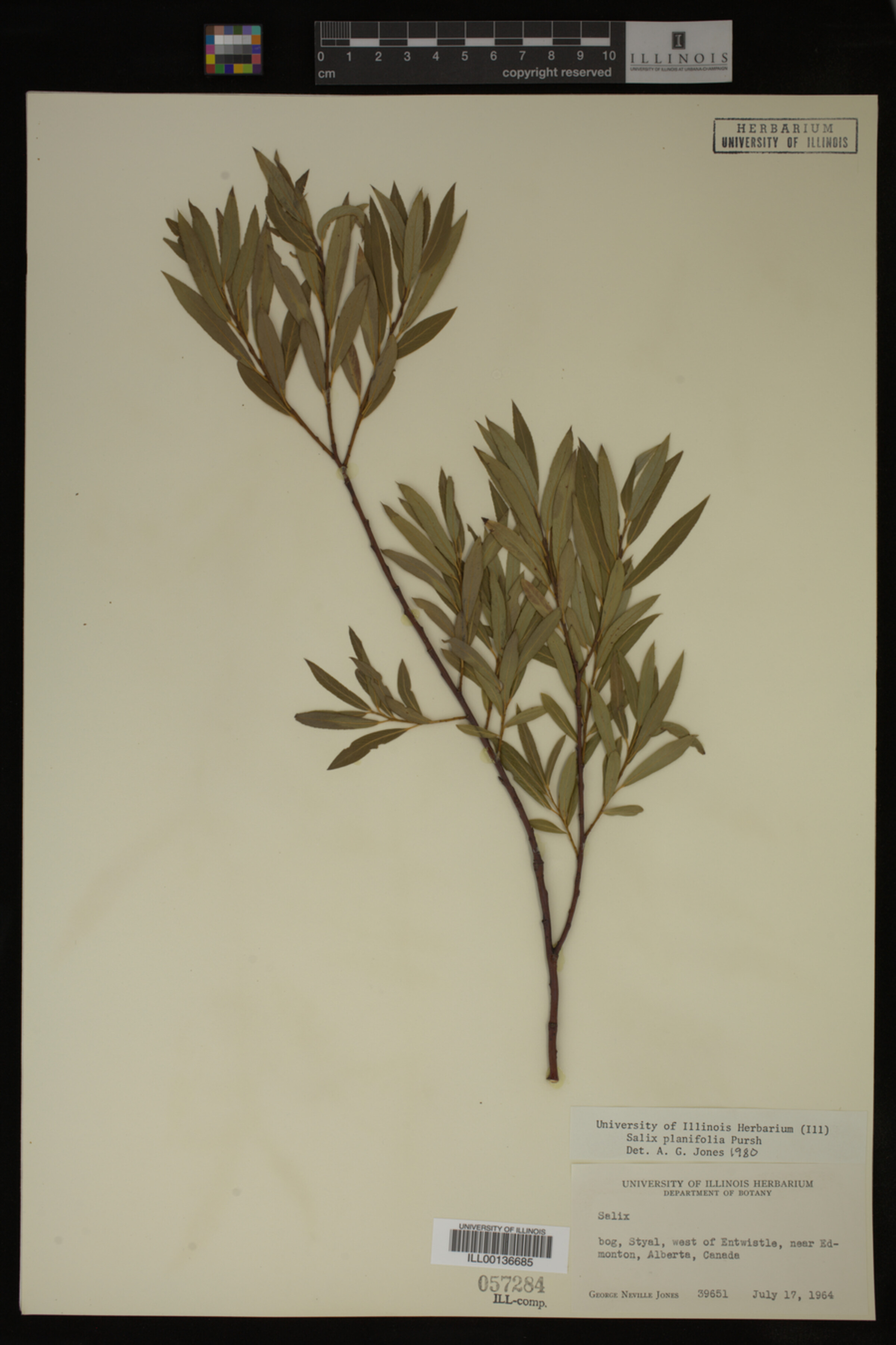 Salix planifolia image