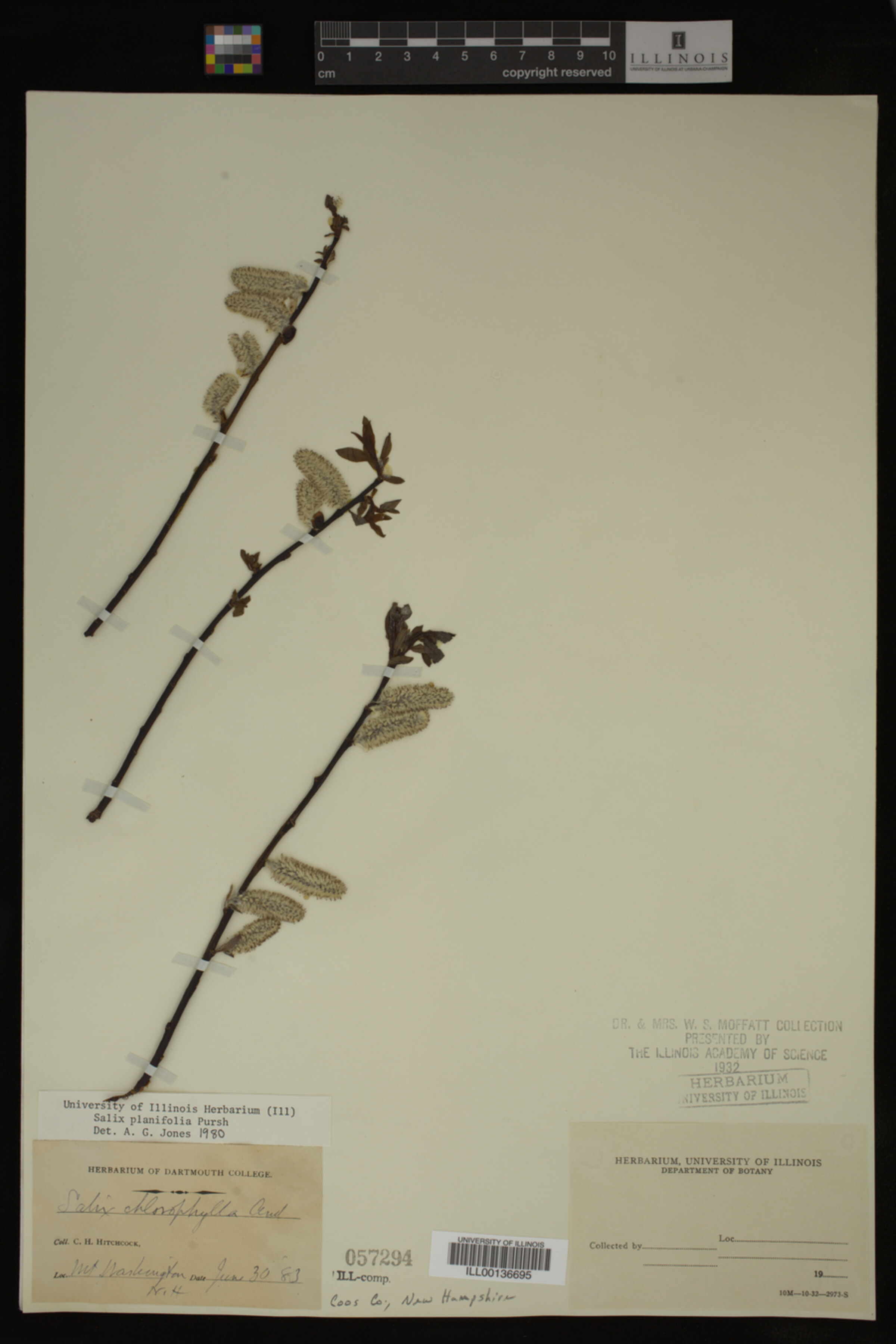 Salix planifolia image