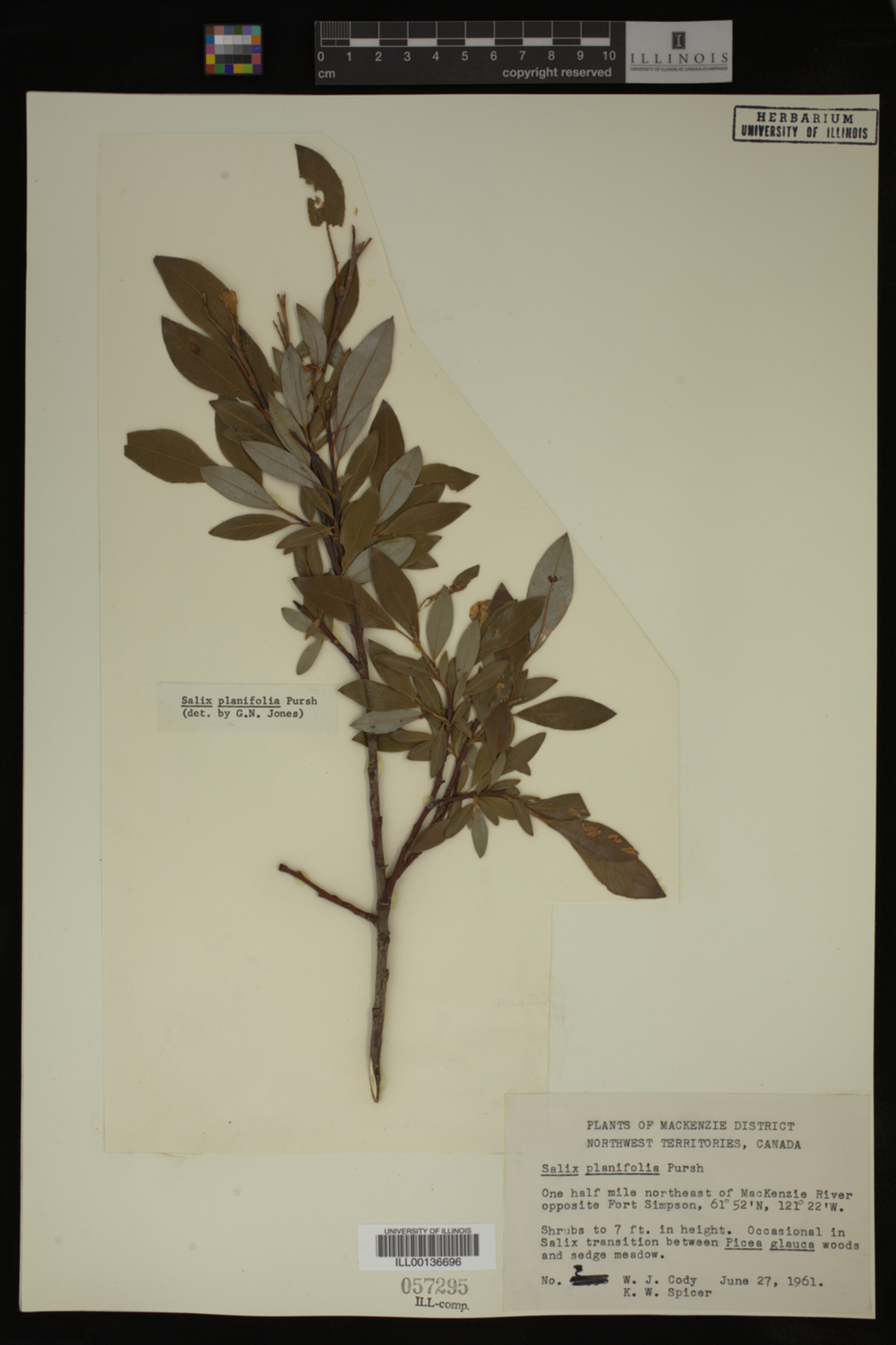 Salix planifolia image