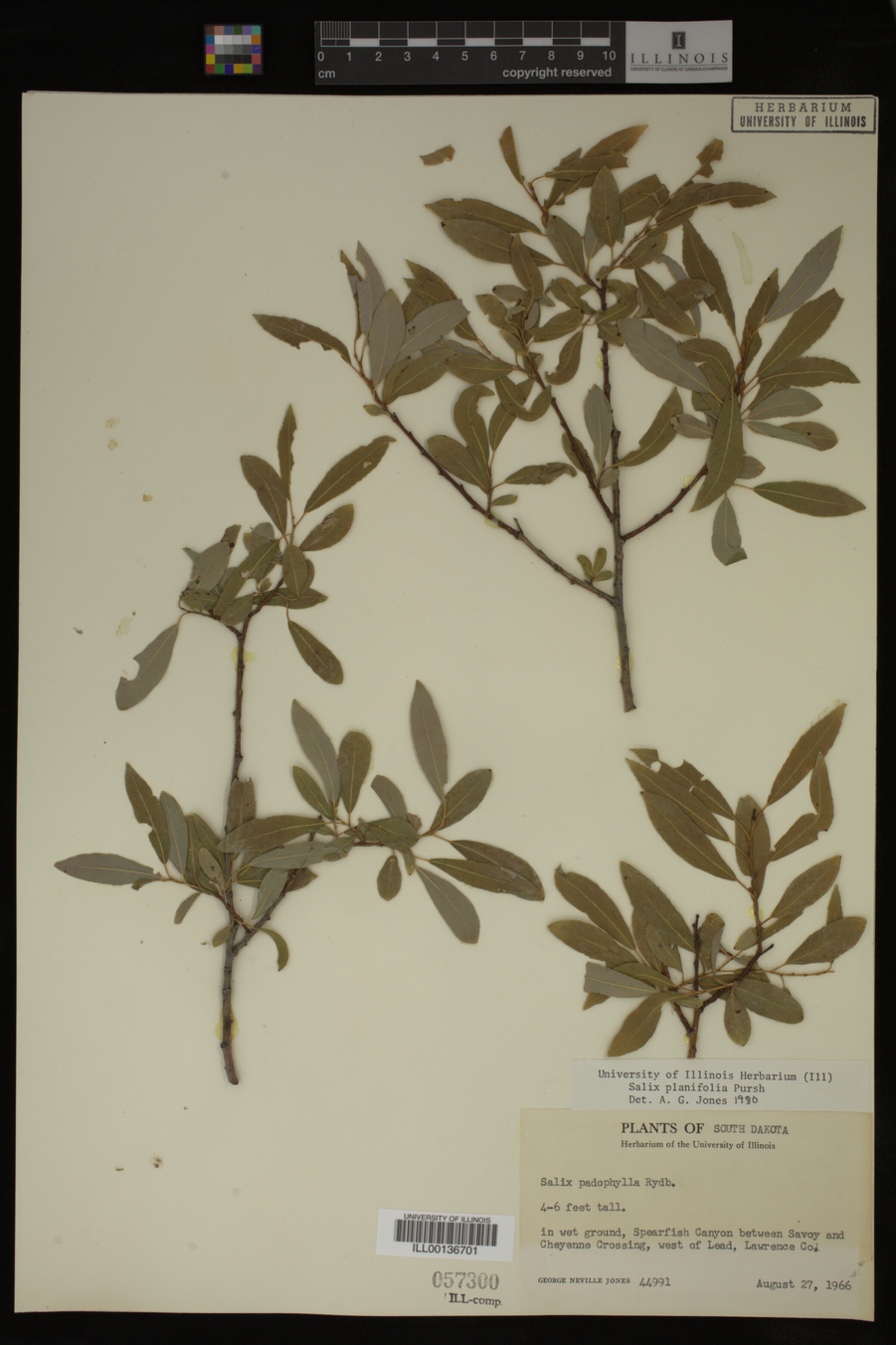 Salix planifolia image