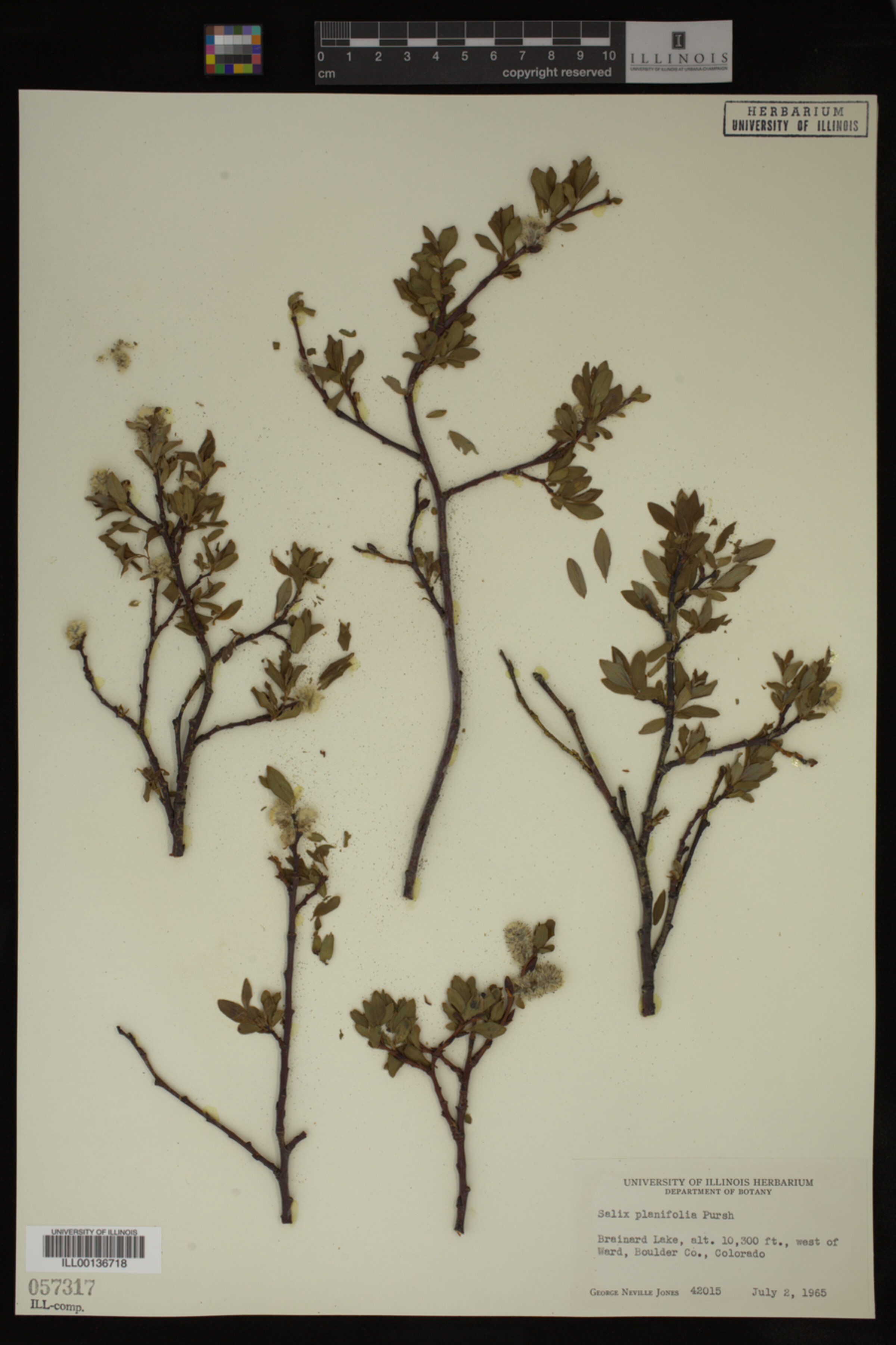 Salix planifolia image