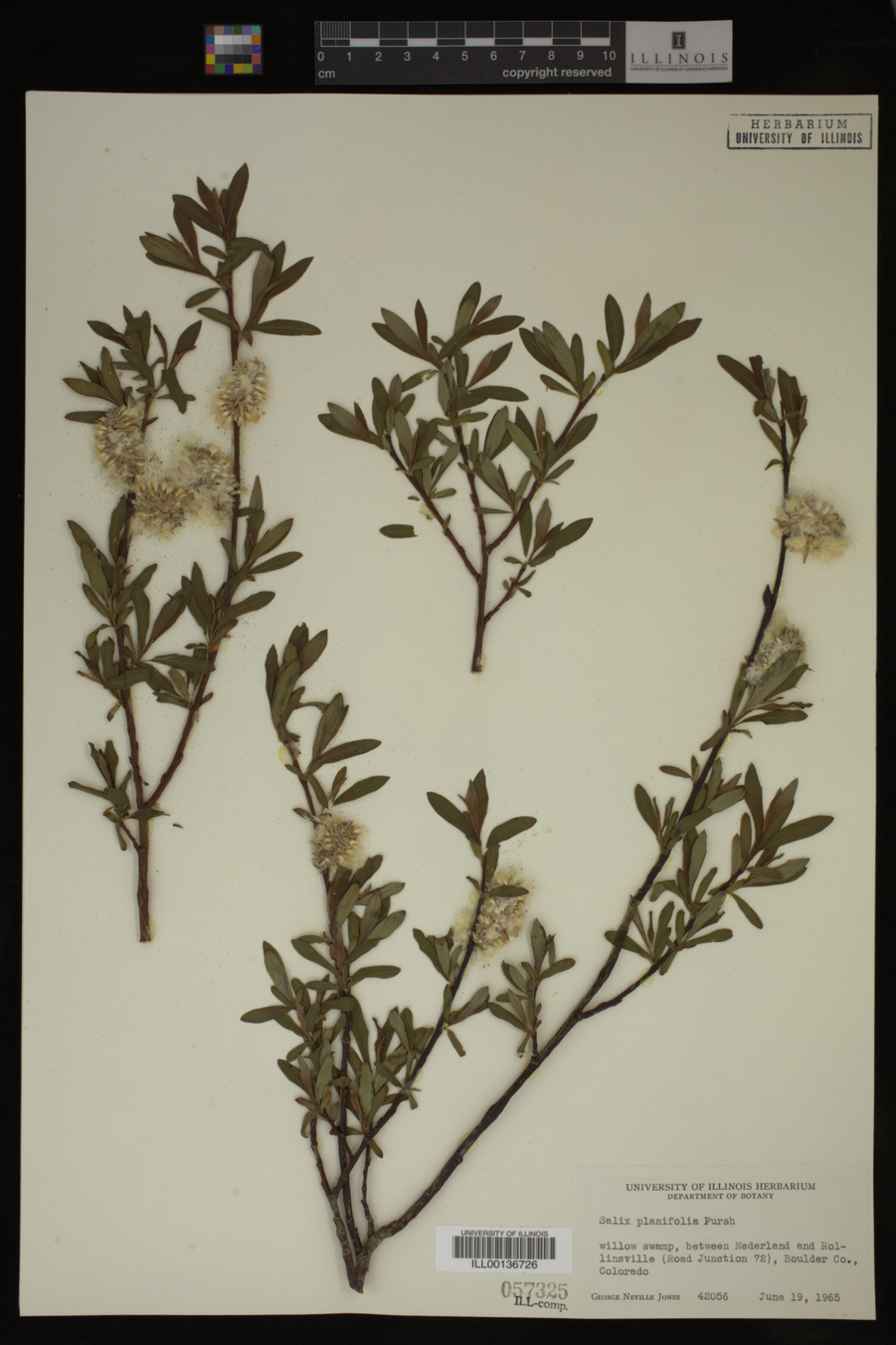 Salix planifolia image
