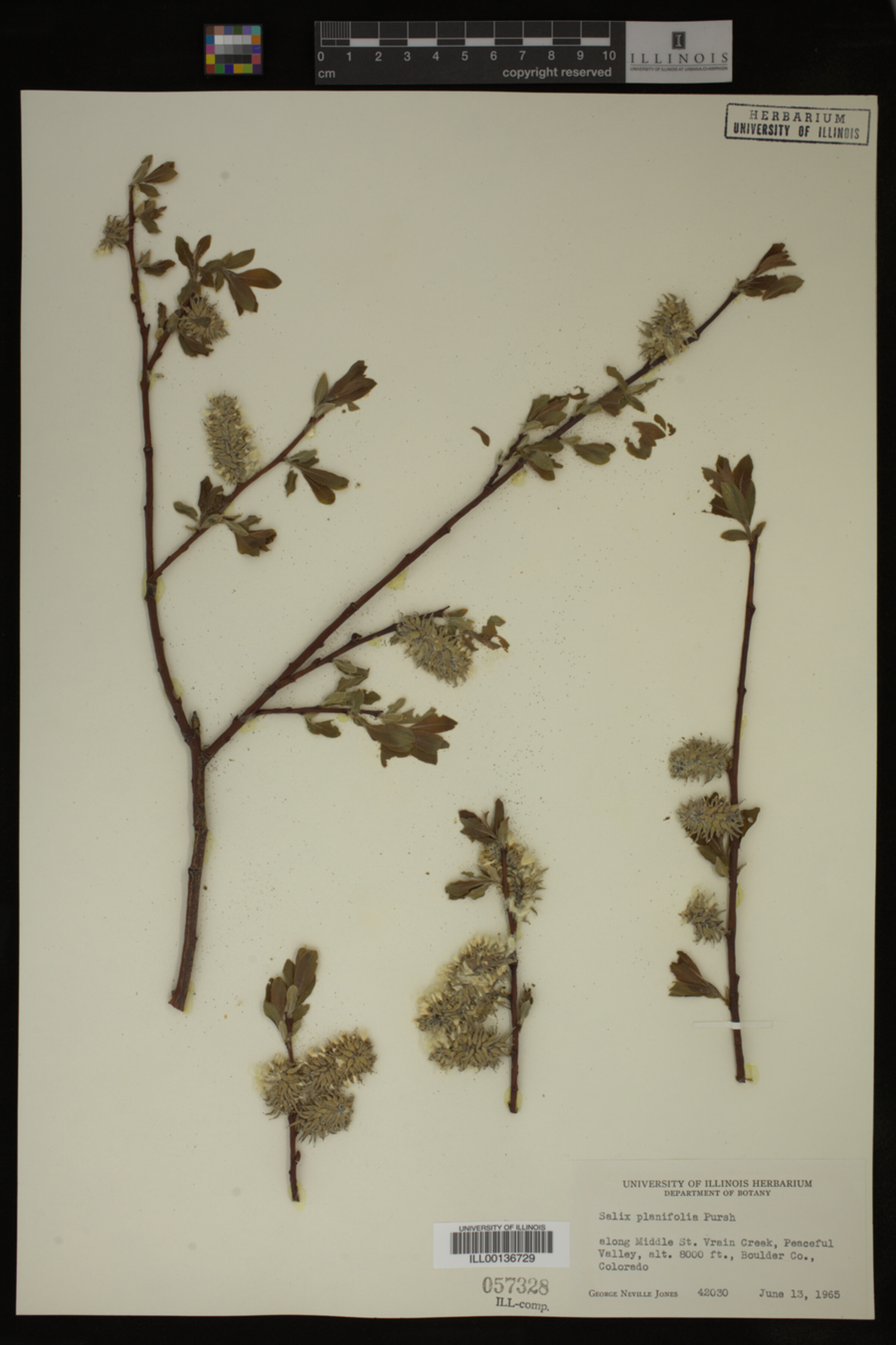 Salix planifolia image