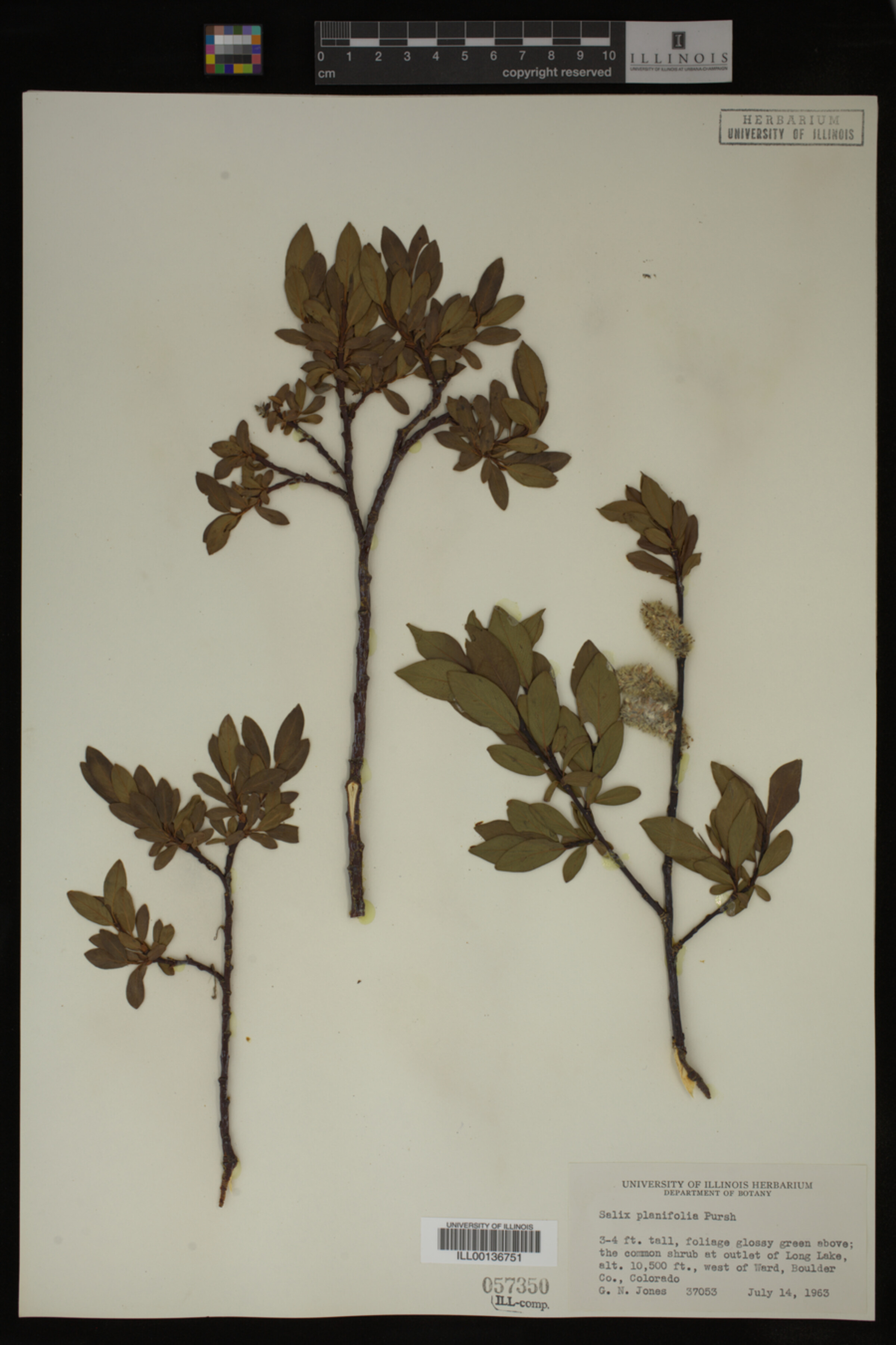 Salix planifolia image